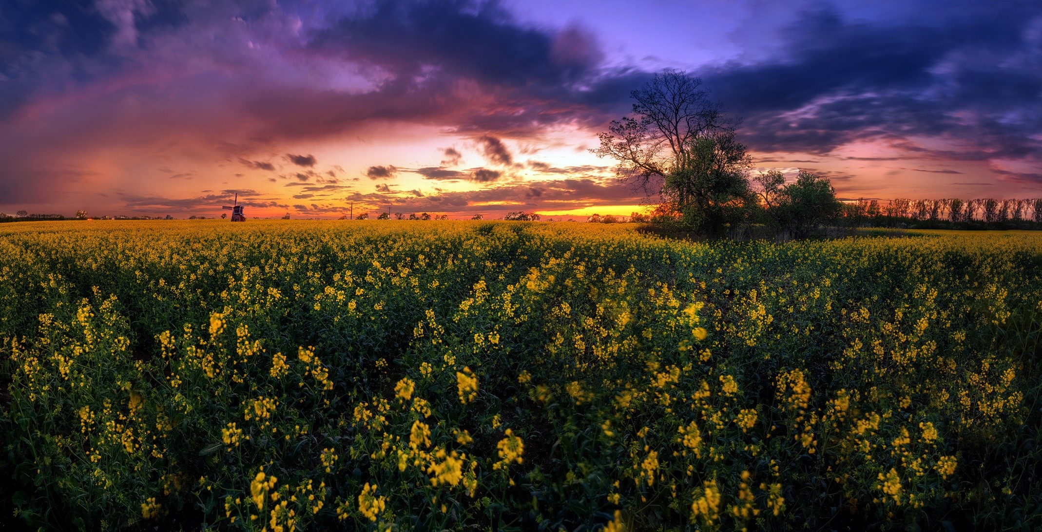 Field of yellow flowers at sunset with windmill HD Wallpaper