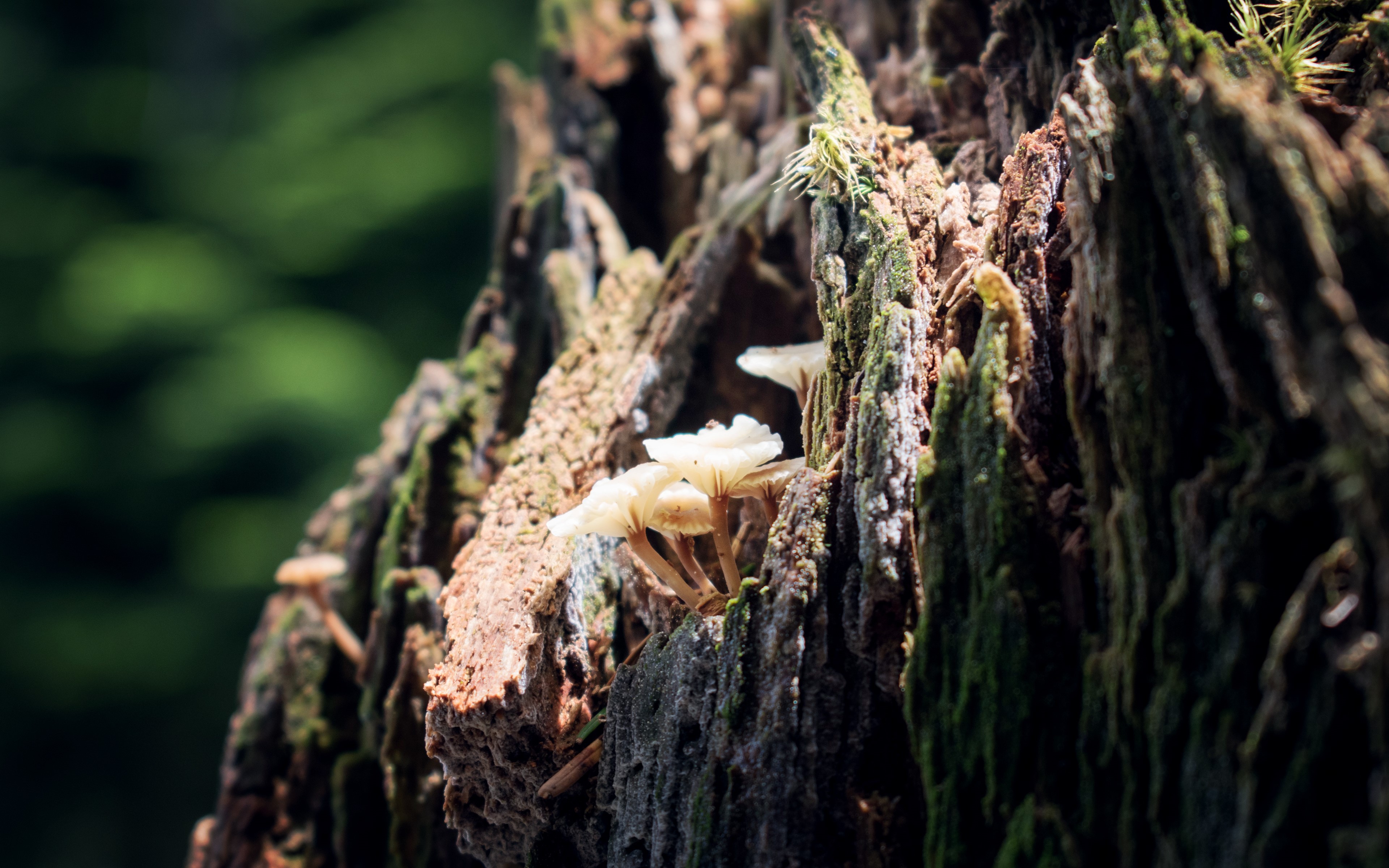 Mushrooms on a tree trunk with depth of field HD Wallpaper