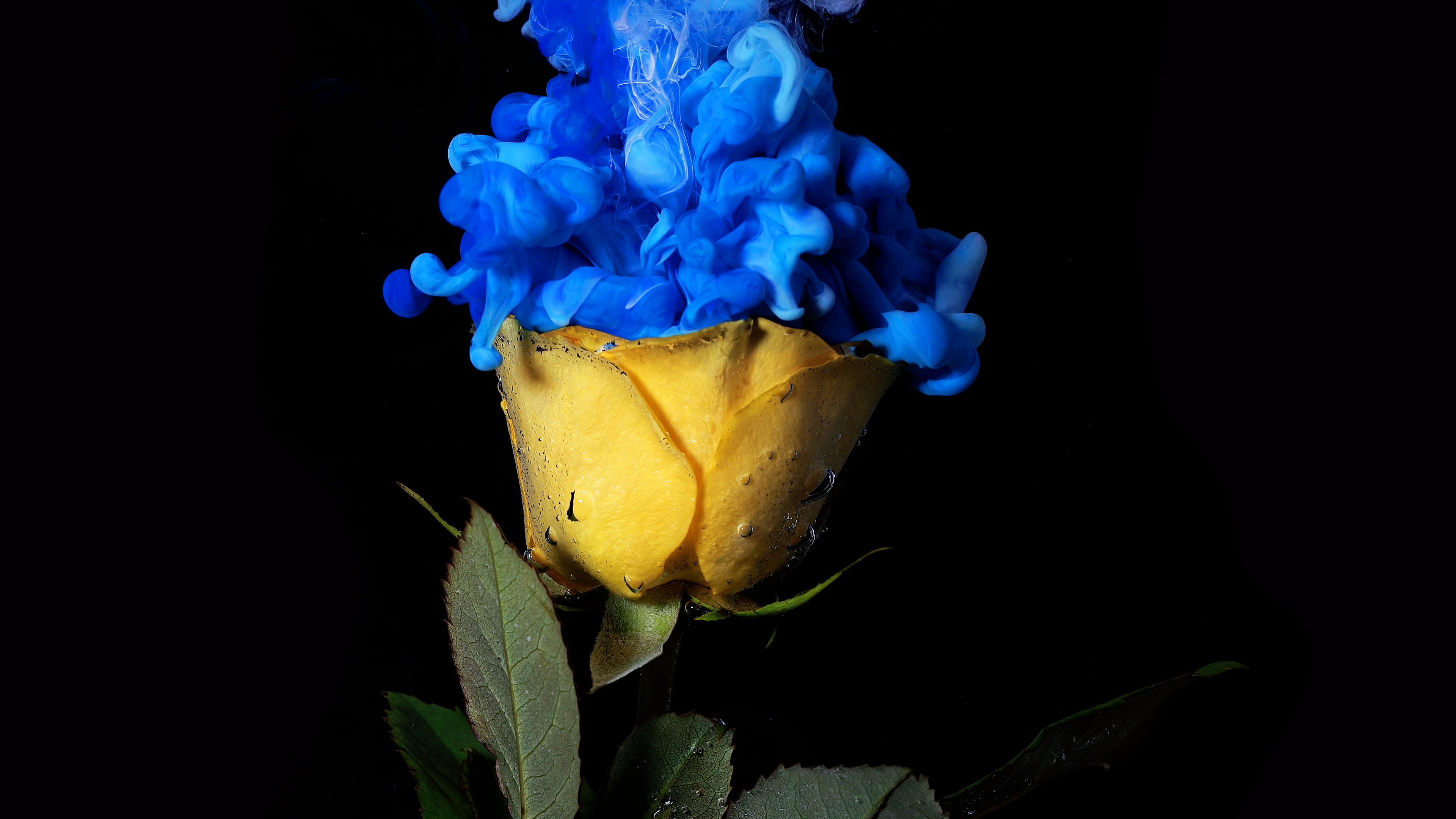 Yellow rose with blue ink underwater HD Wallpaper