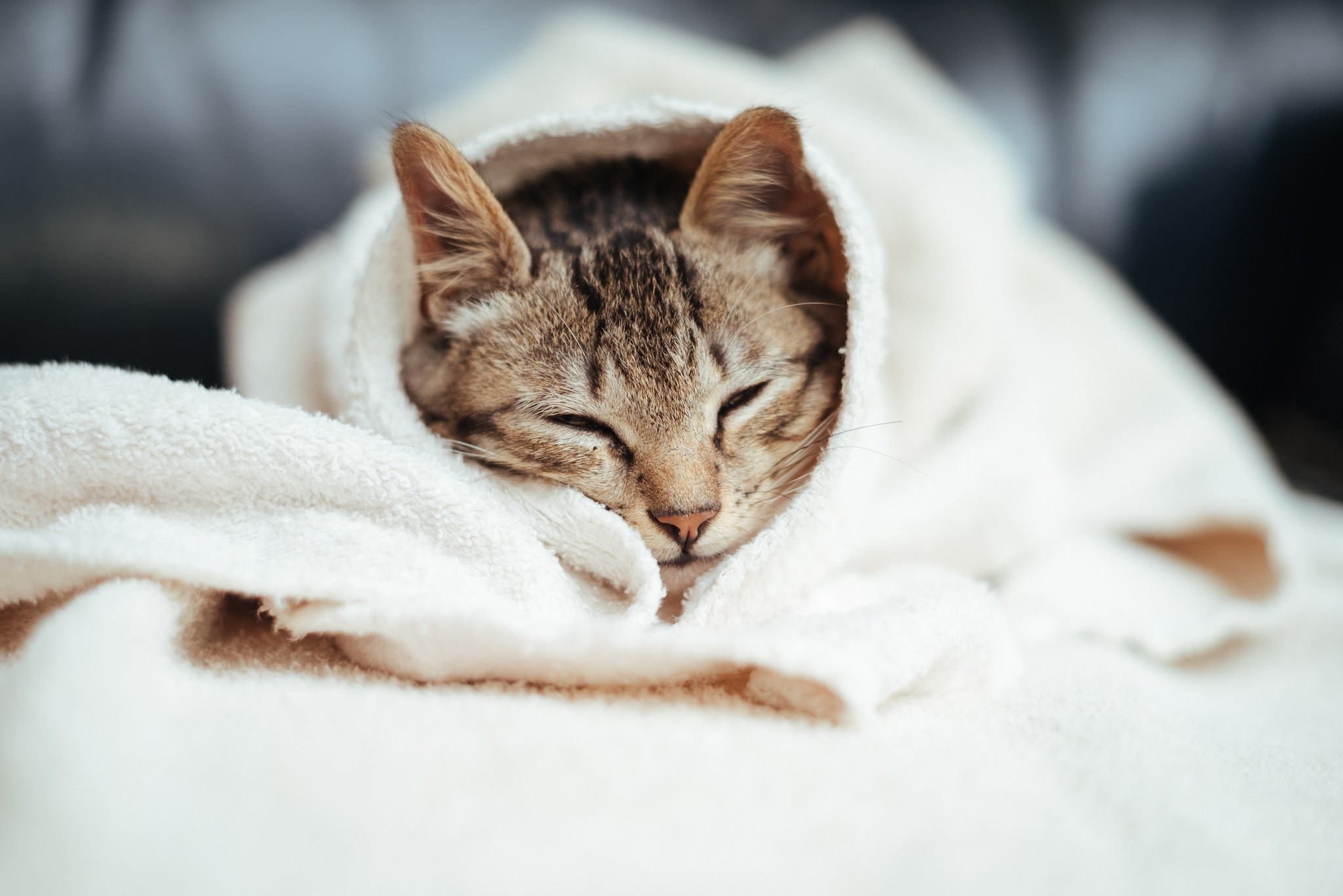 A tabby cat wrapped in a white towel HD Wallpaper