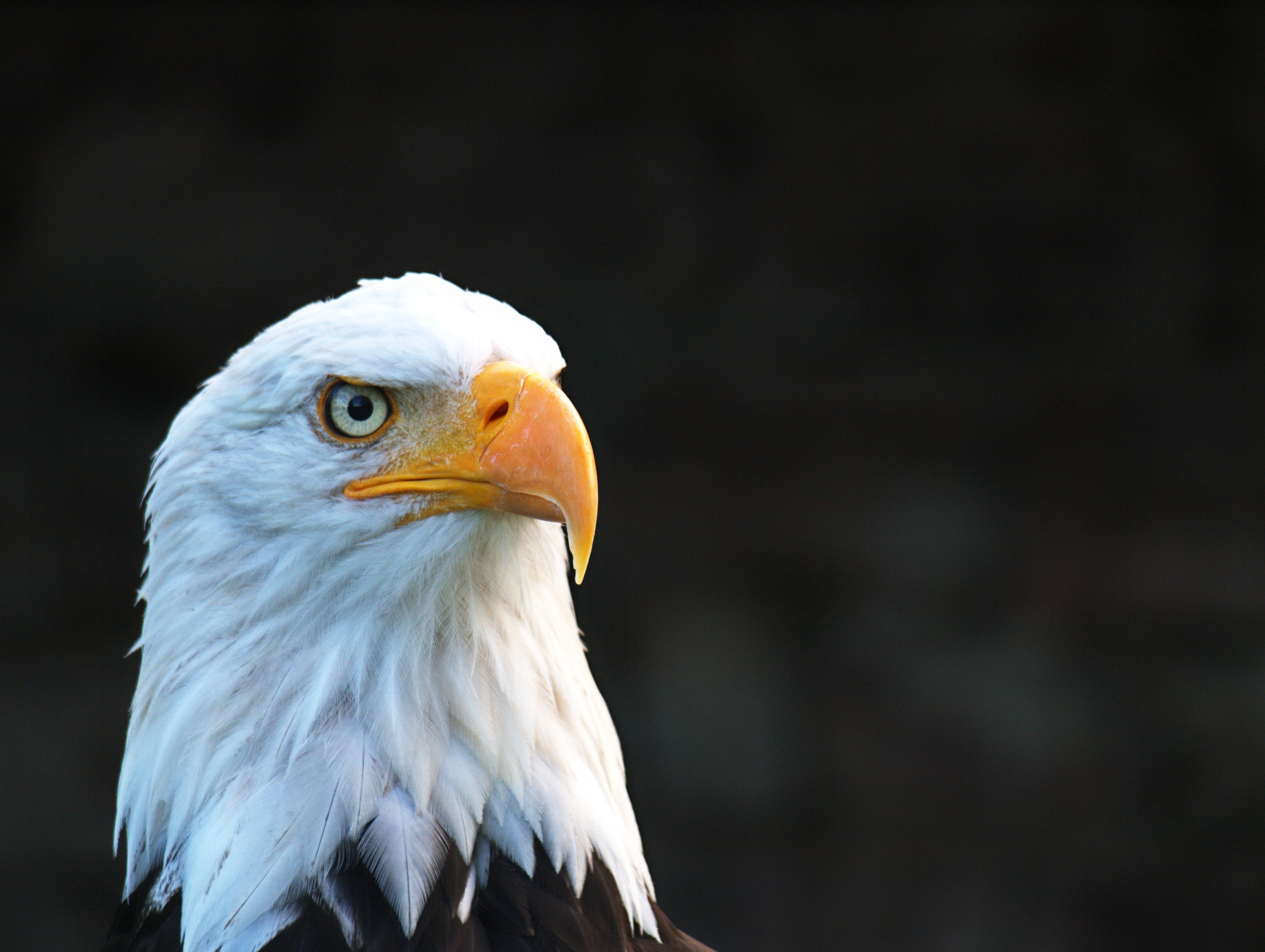 Bald eagle head with dark background HD Wallpaper