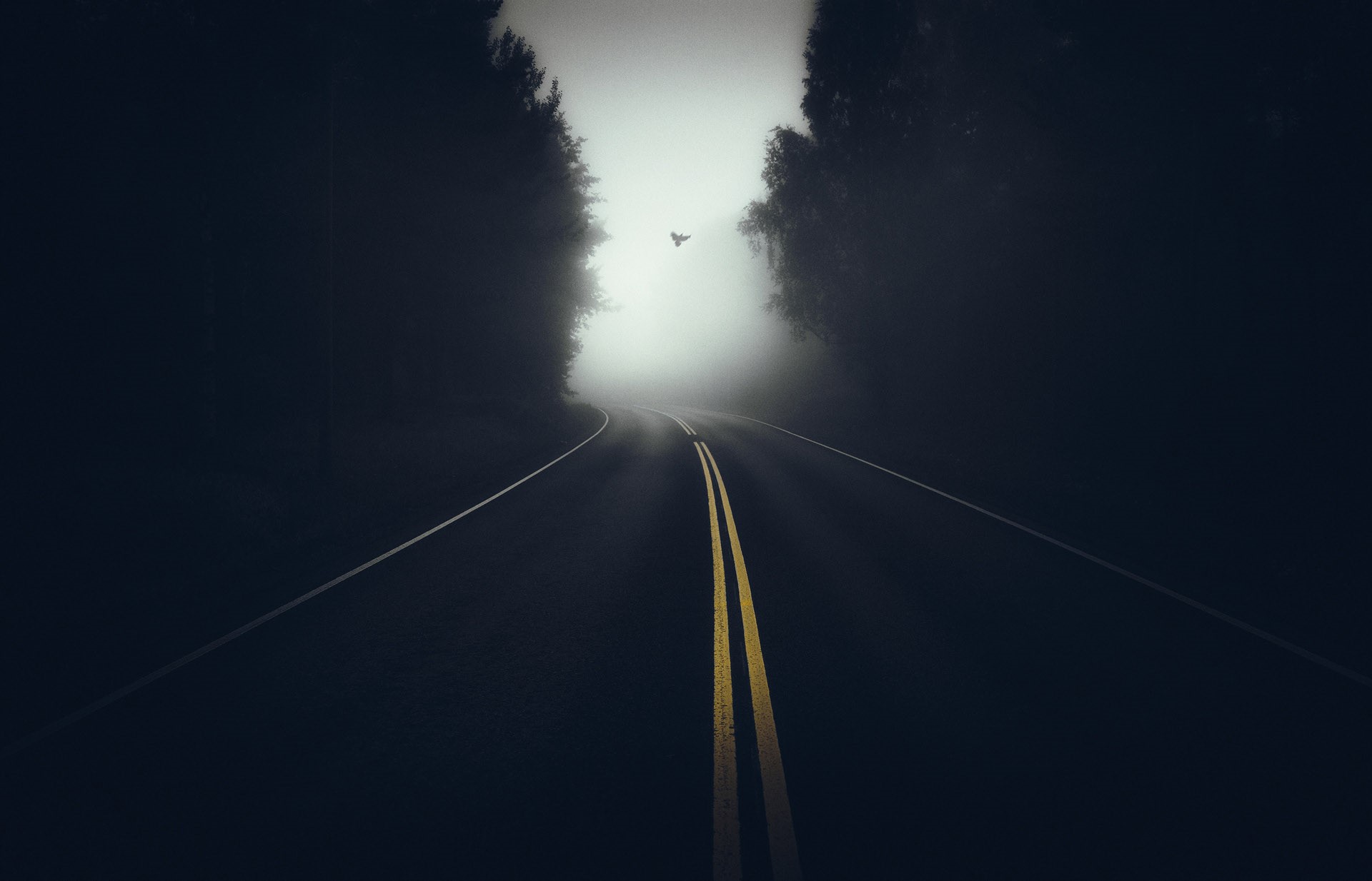 A bird flies over a foggy road through a dark forest HD Wallpaper