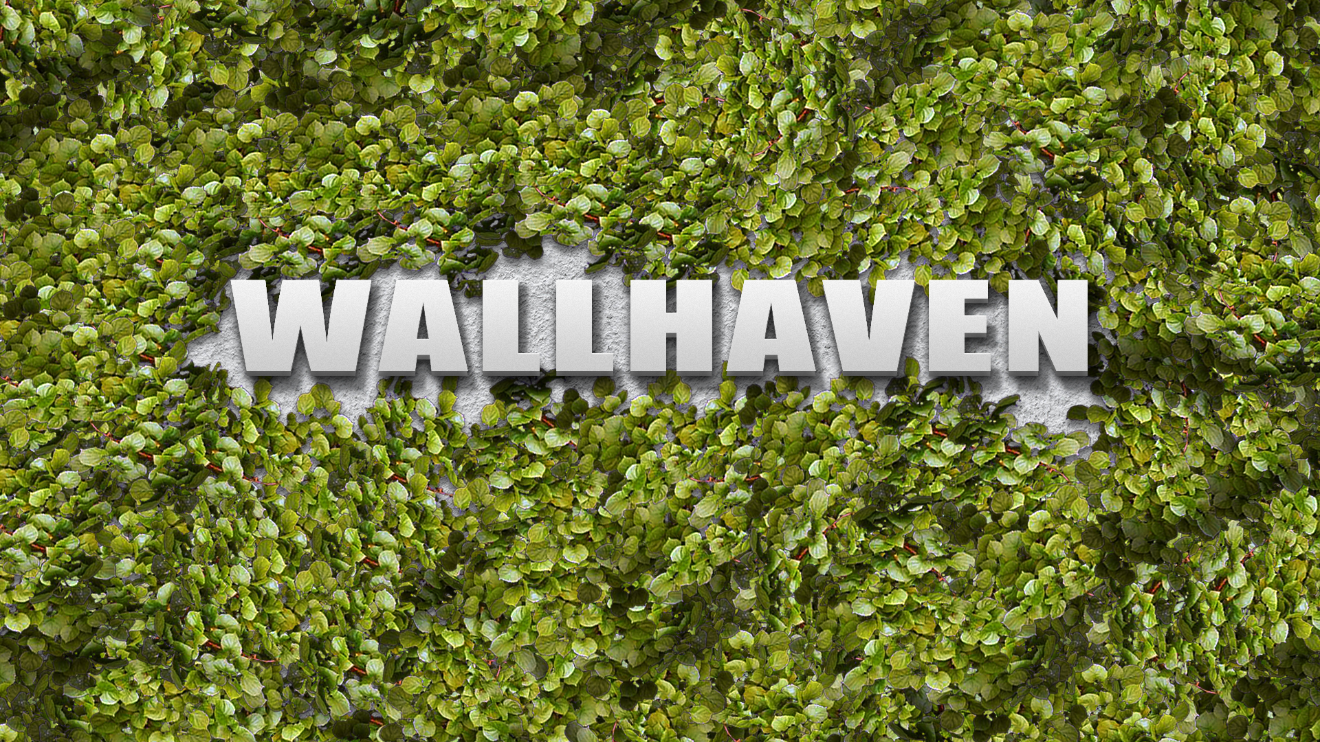Wallhaven text on a wall covered in leaves HD Wallpaper