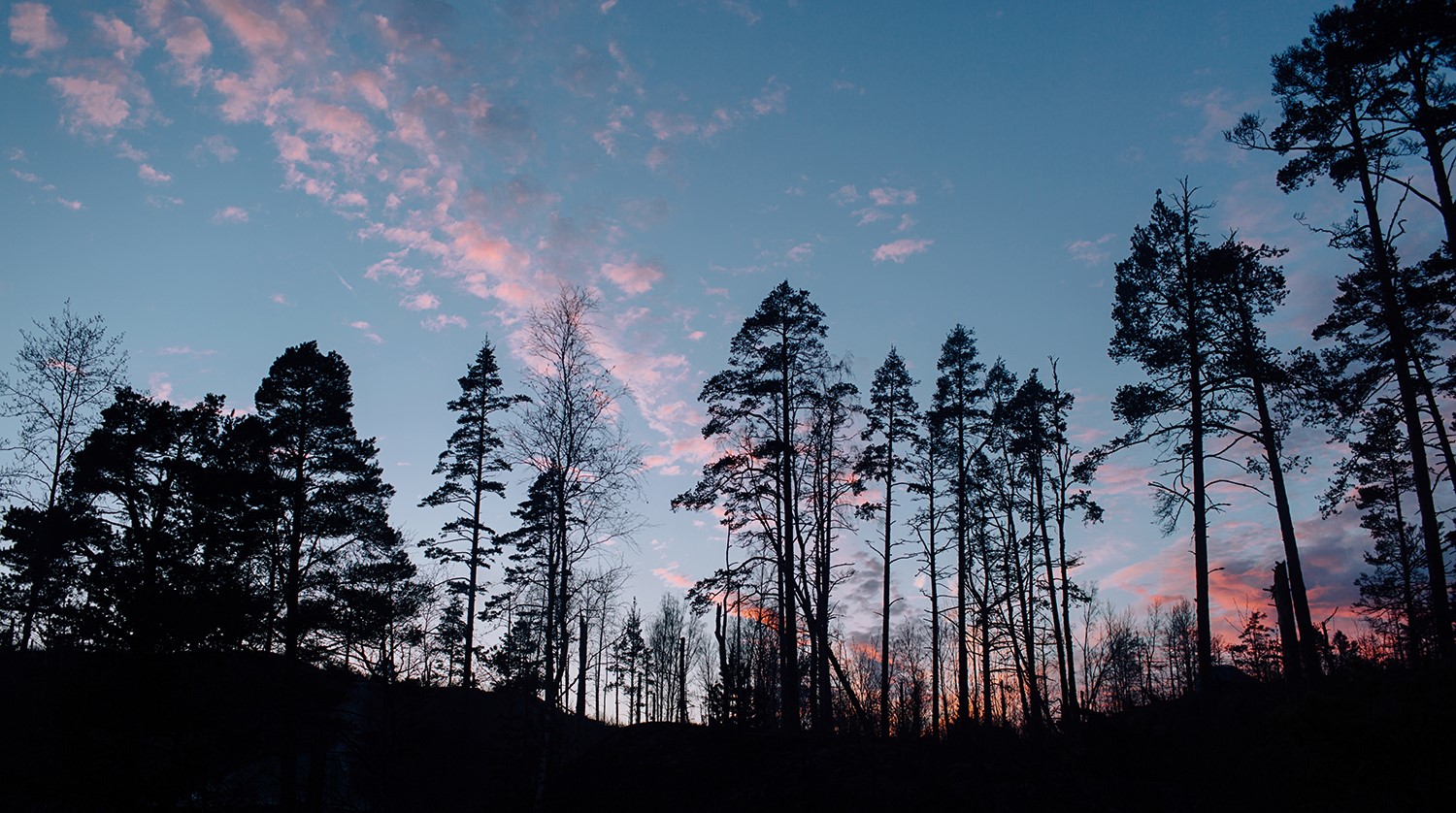 Silhouetted trees against a sunset sky in Karelia, Russia HD Wallpaper