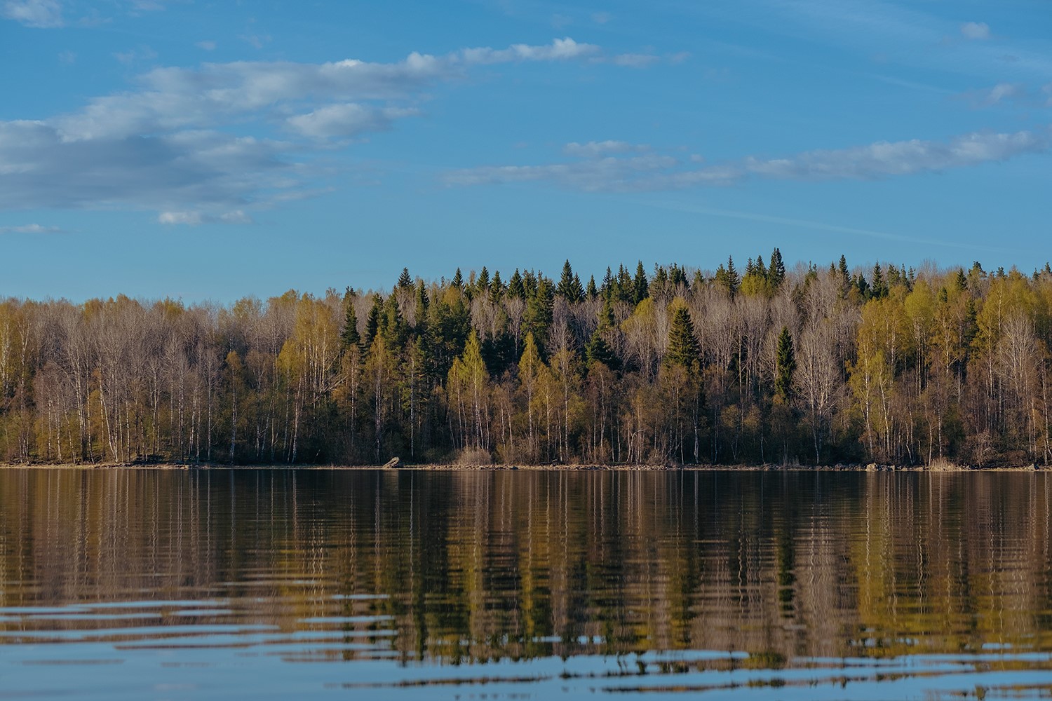 Forest reflected in a lake under a blue sky HD Wallpaper