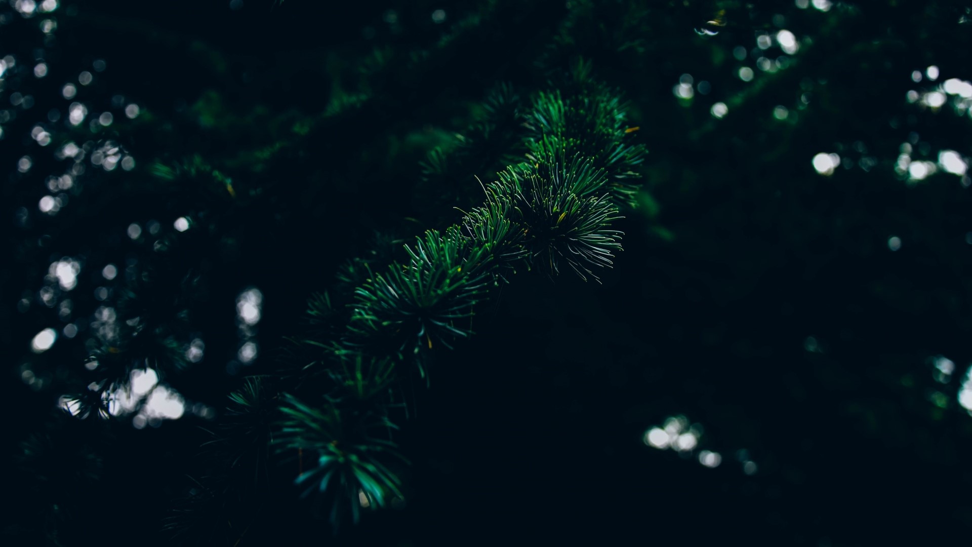 Close-up of green pine needles on a dark background HD Wallpaper