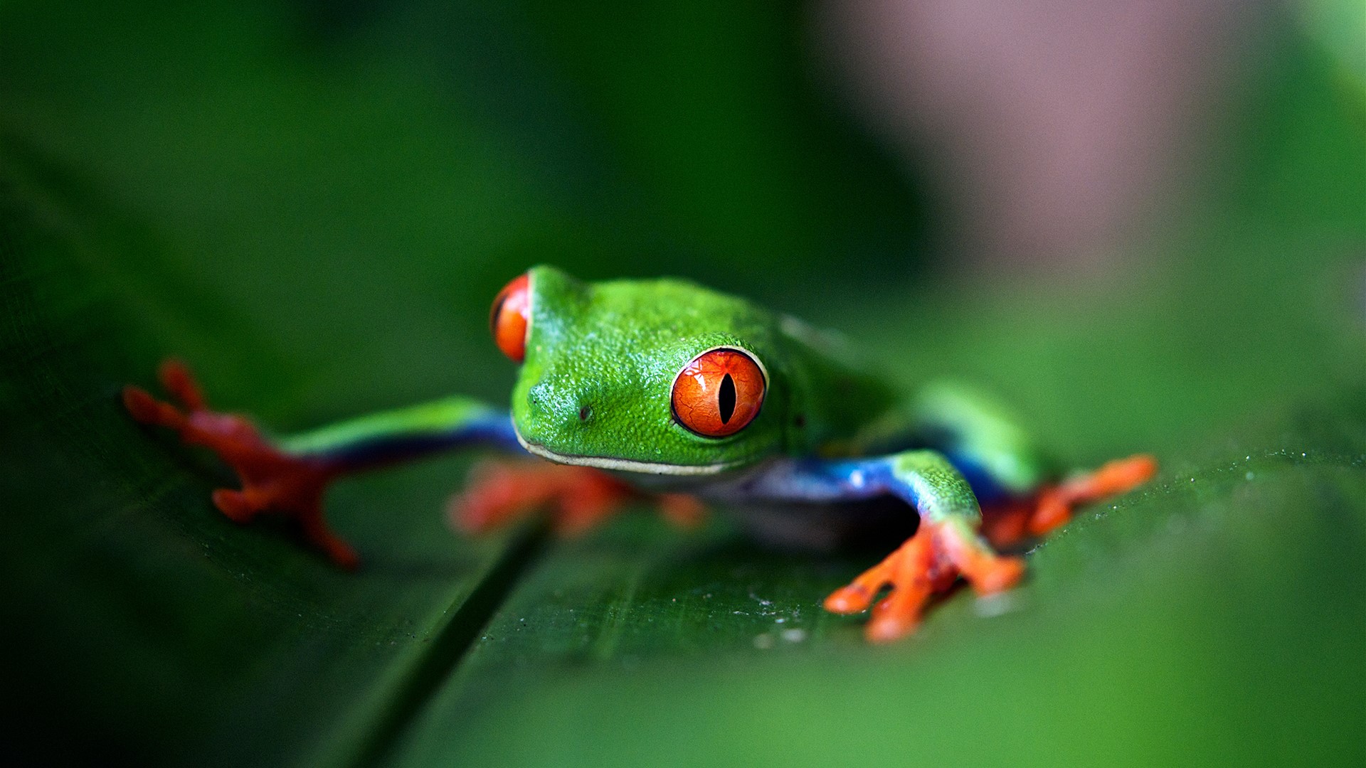 Red-eyed tree frog on a green leaf HD Wallpaper