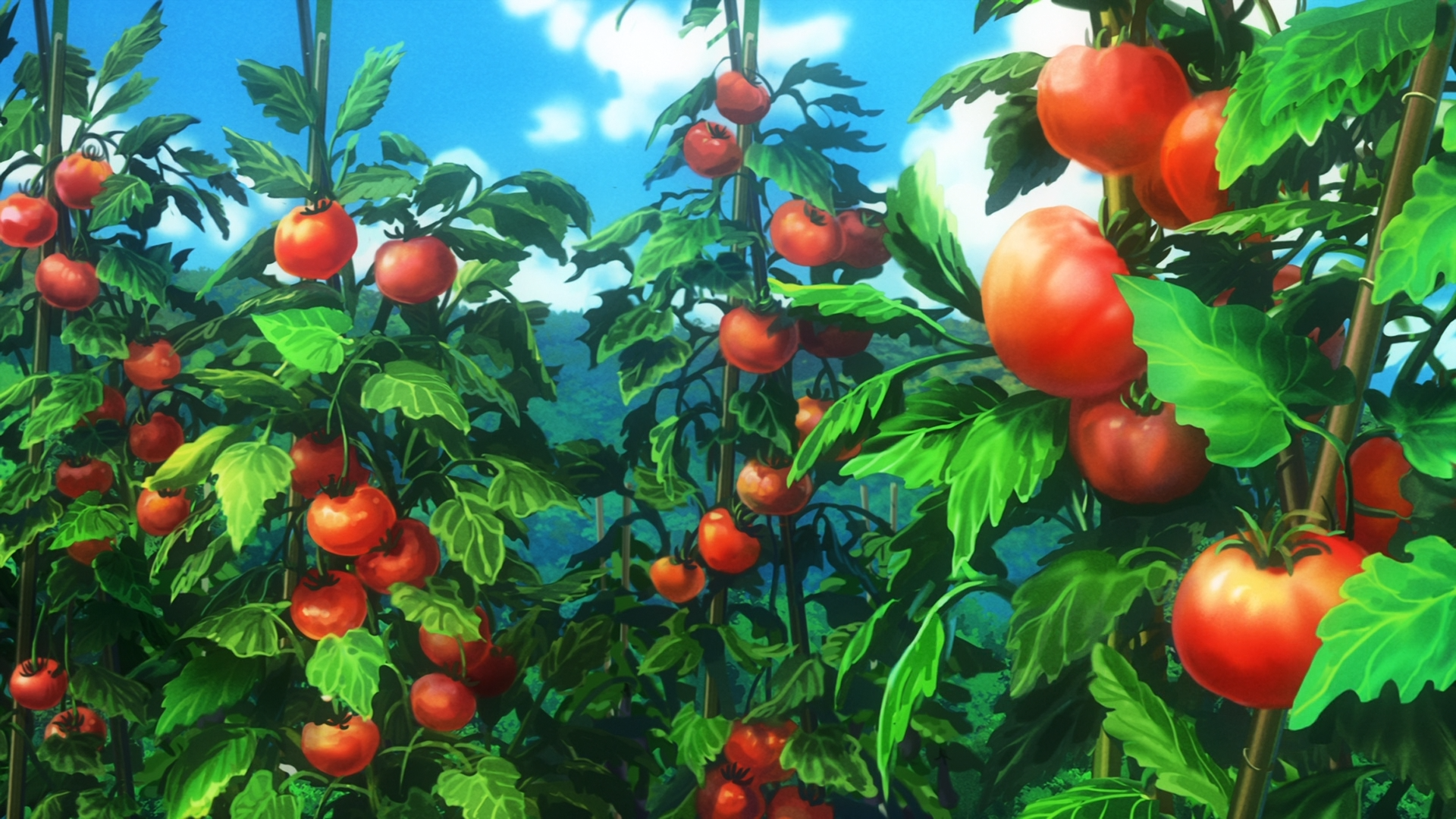Tomatoes growing on plants in a field HD Wallpaper