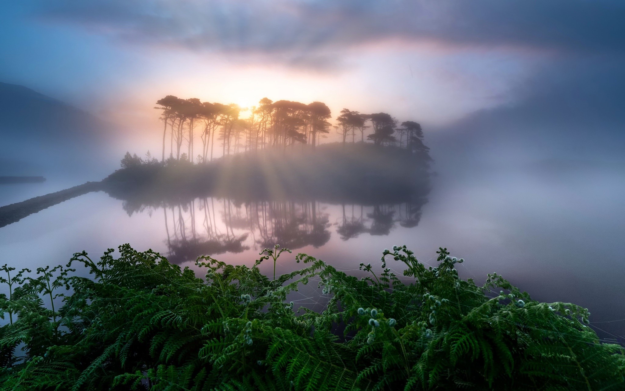 Misty sunrise over a lake with trees and ferns HD Wallpaper