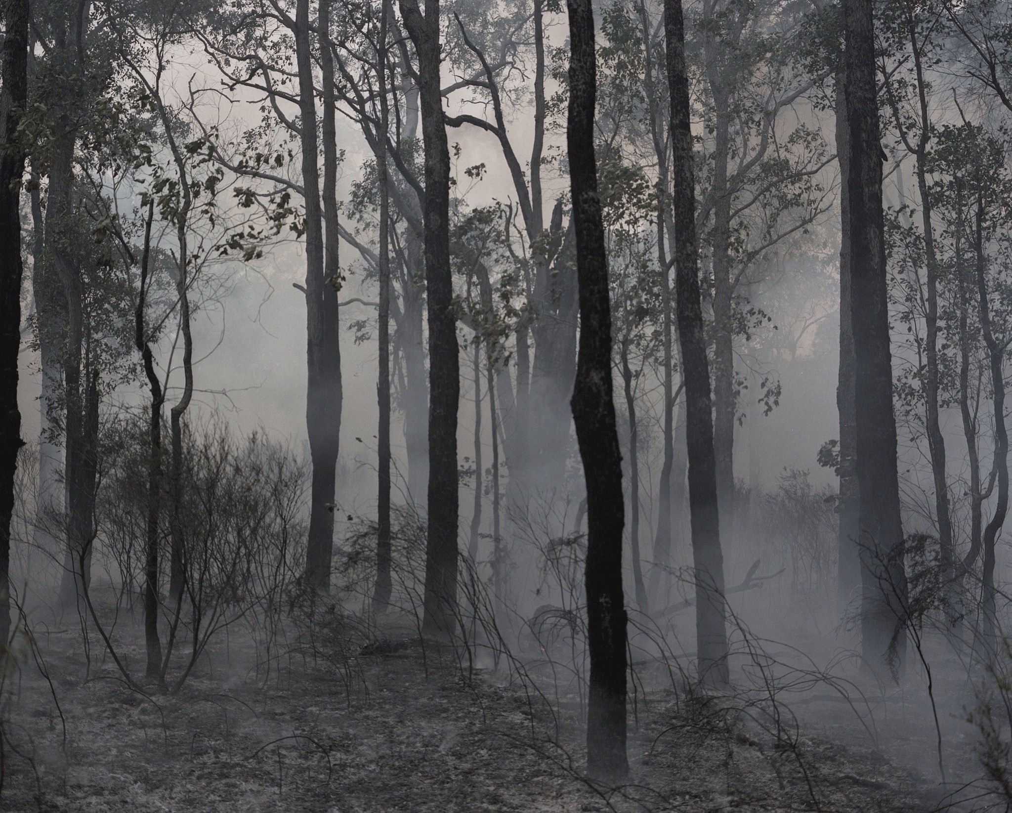 Forest with smoke and trees HD Wallpaper