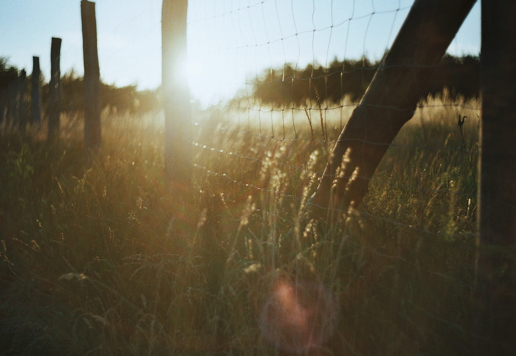 Fence posts in a field at sunset HD Wallpaper