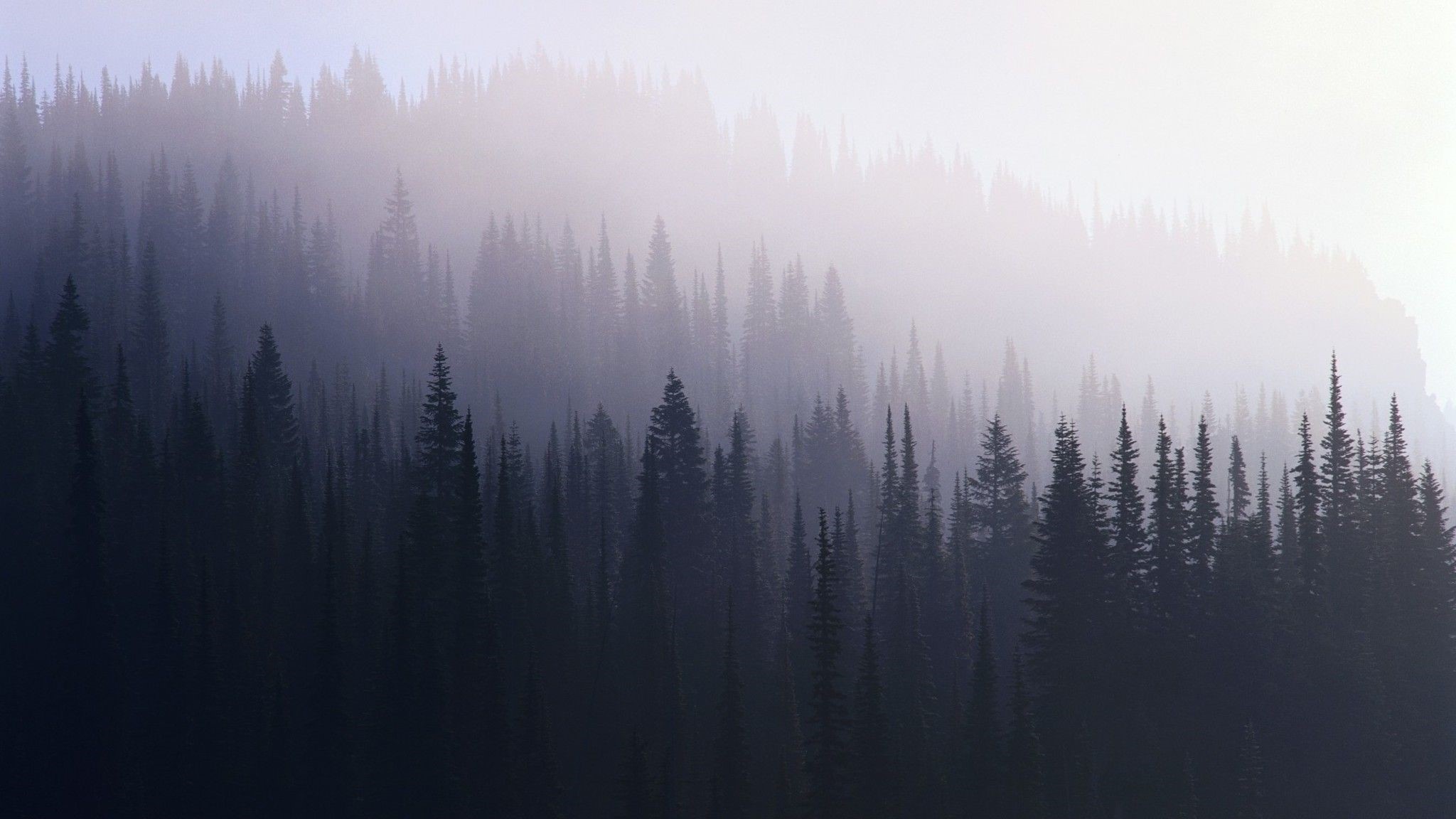 Misty forest with tall evergreen trees HD Wallpaper