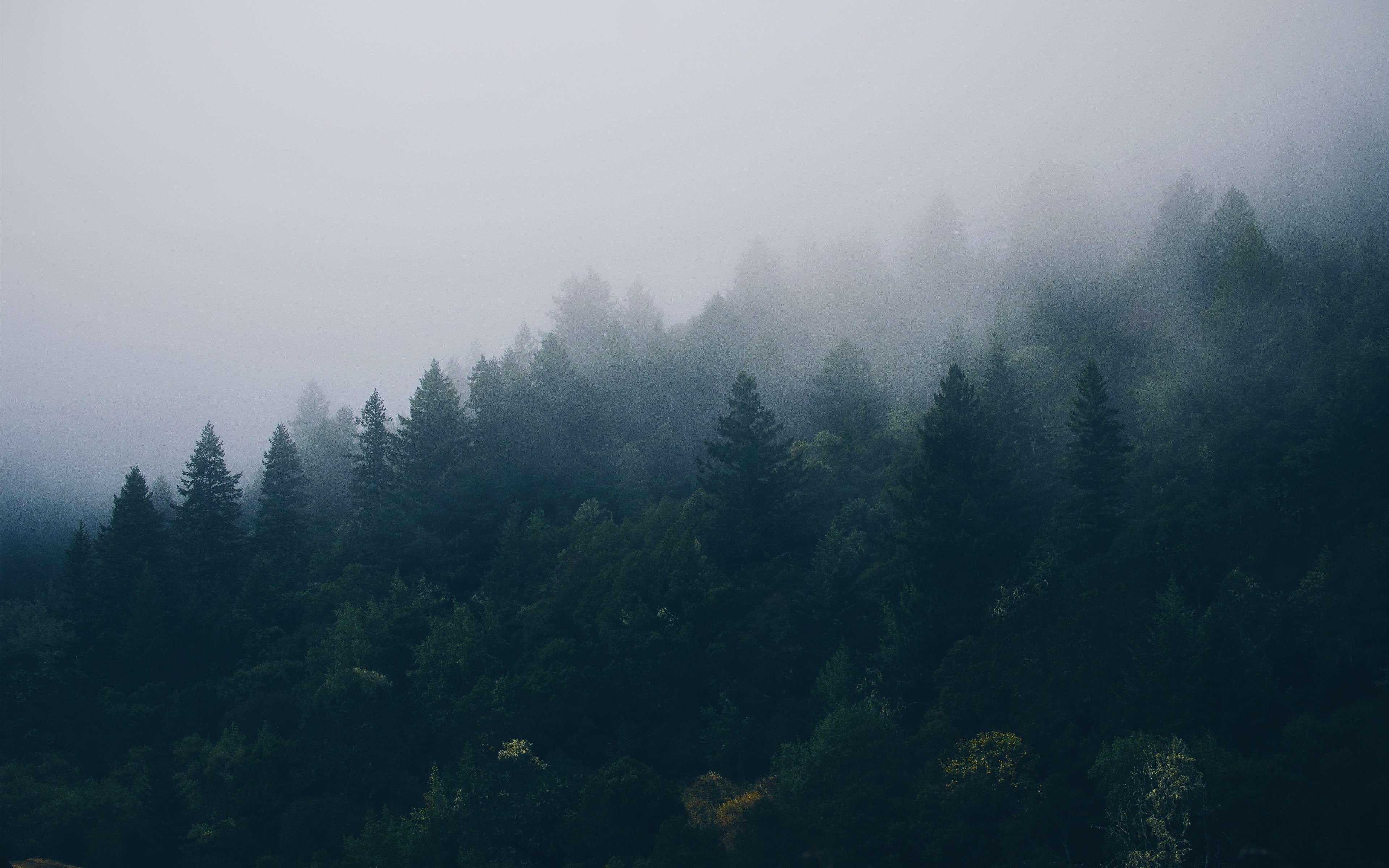 Misty forest landscape with spruce trees HD Wallpaper