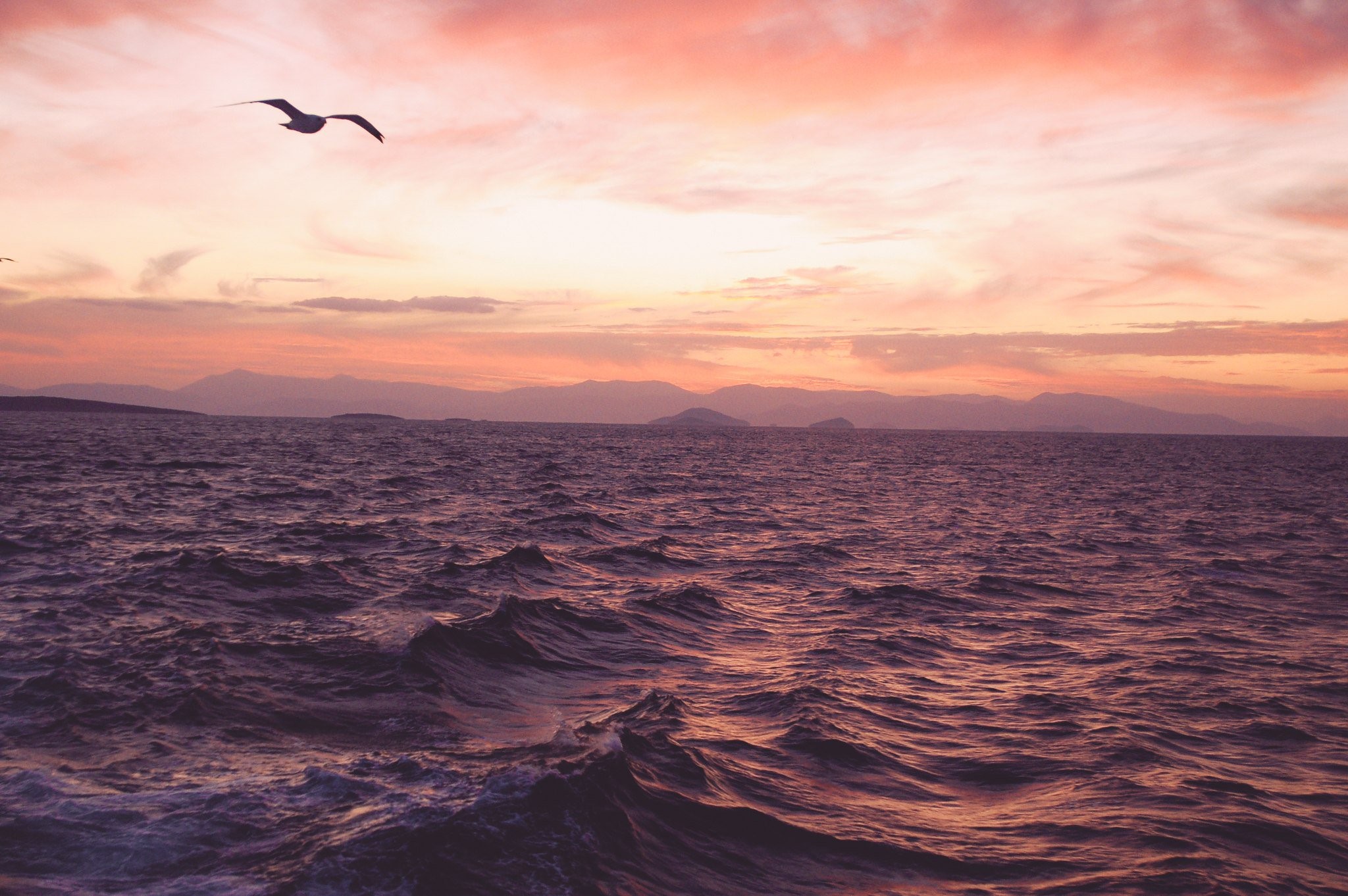 Seagull flying over wavy sea at sunset HD Wallpaper