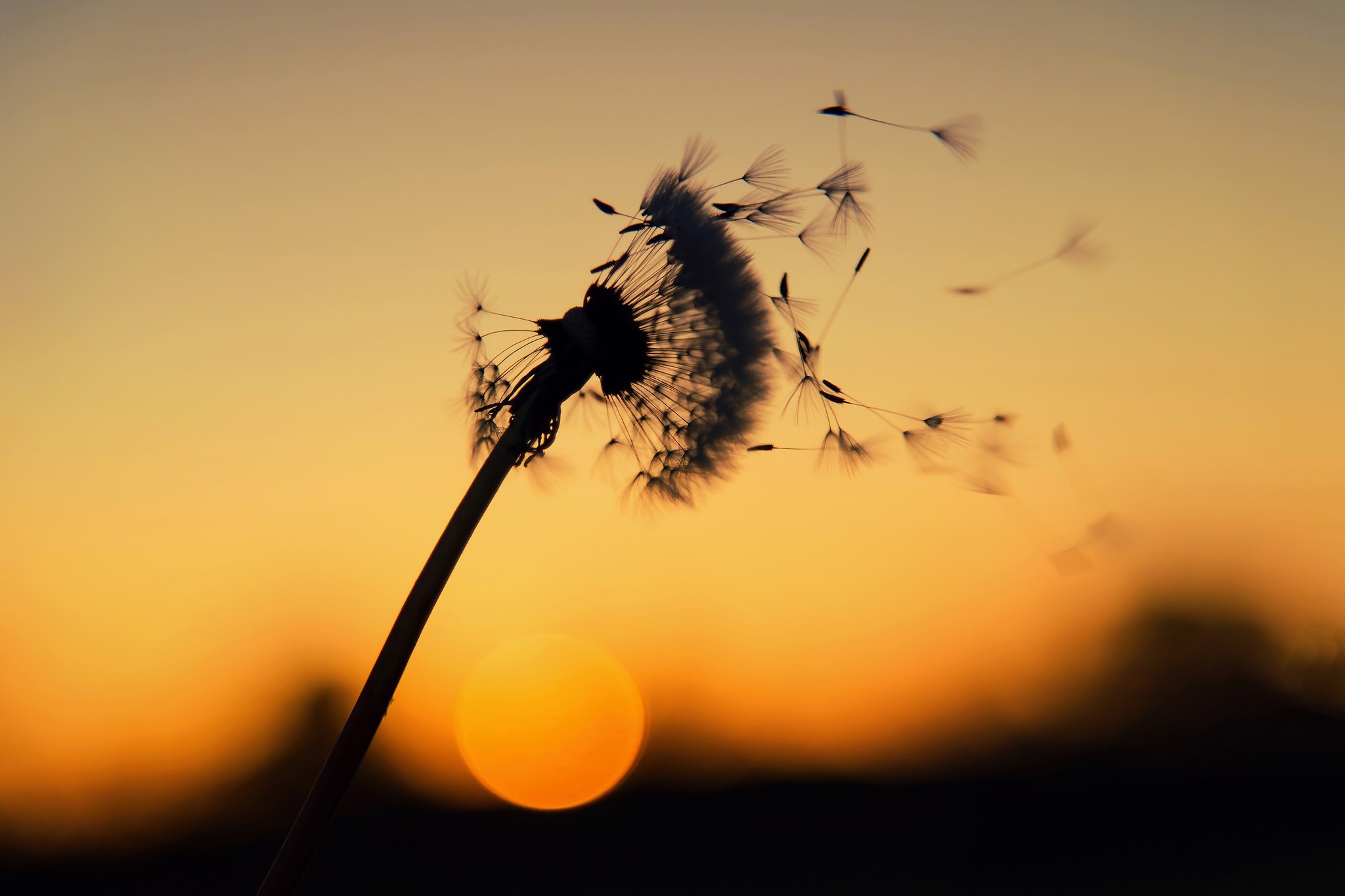 Dandelion seeds blowing in the sunset HD Wallpaper