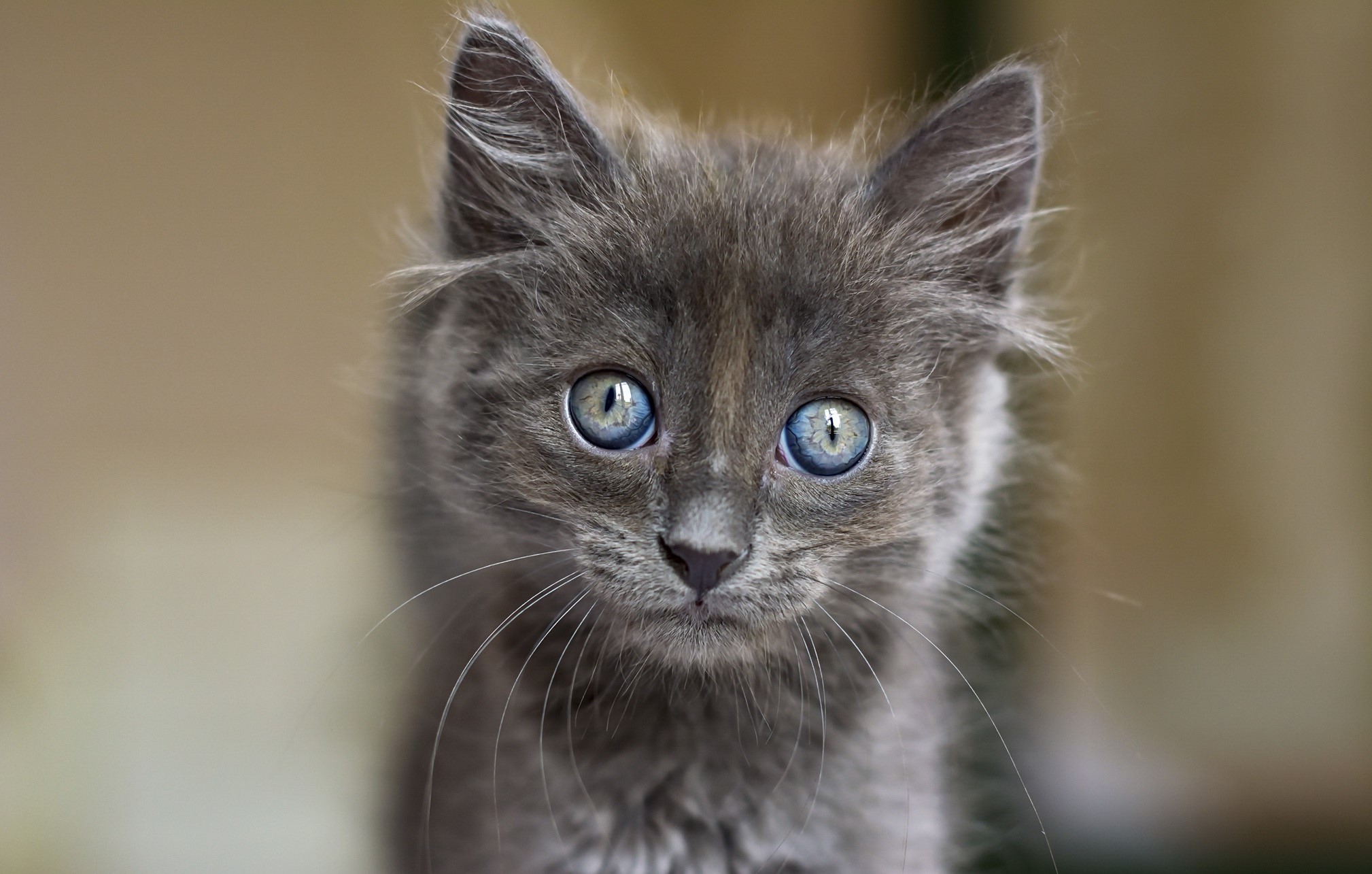 Close-up of a fluffy gray kitten with blue eyes HD Wallpaper