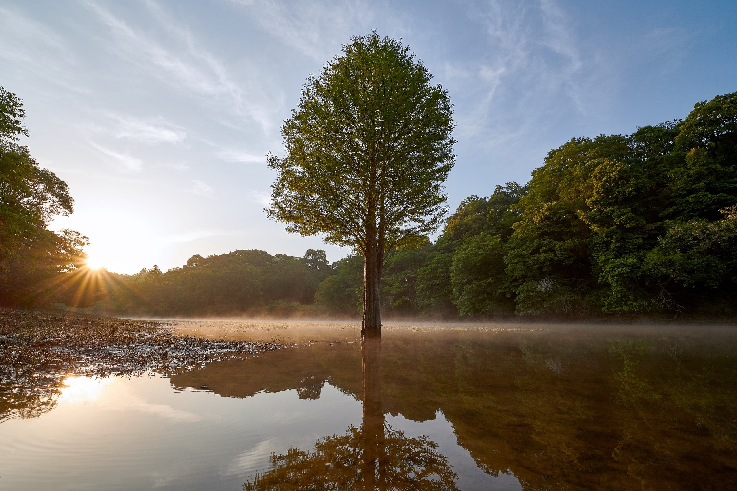 Tree reflected in misty lake at sunrise HD Wallpaper