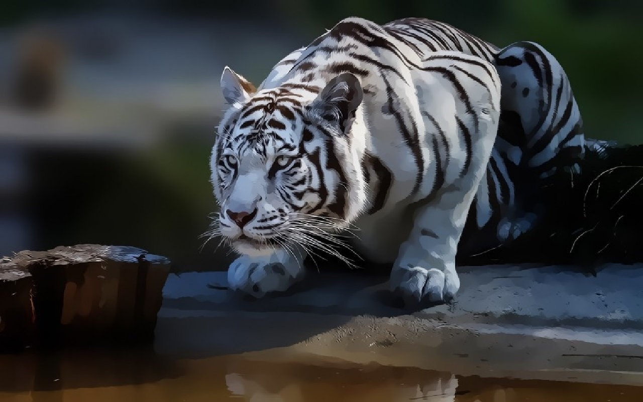 White tiger crouching by water HD Wallpaper