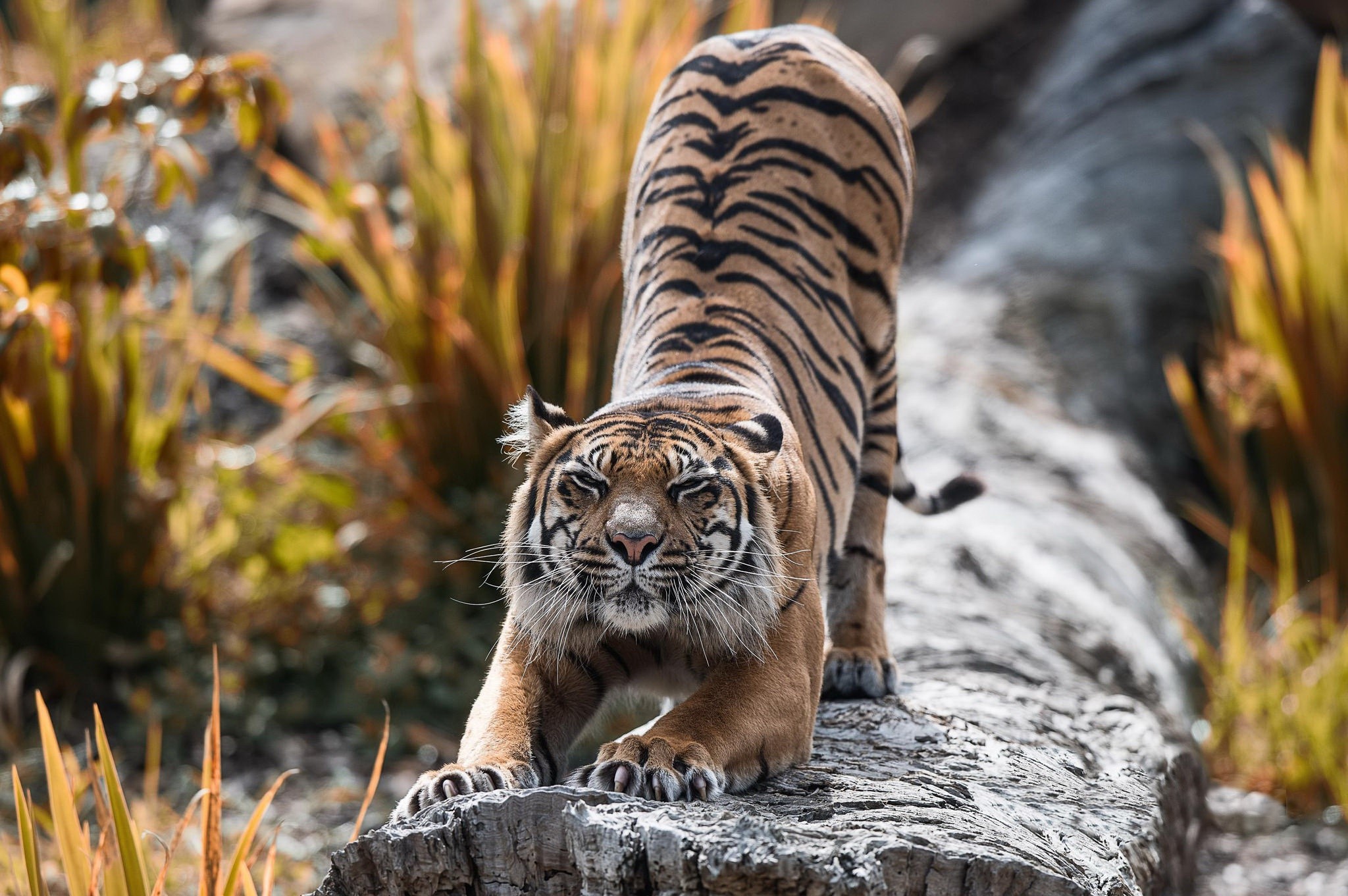 Tiger stretching on a log in a natural habitat HD Wallpaper