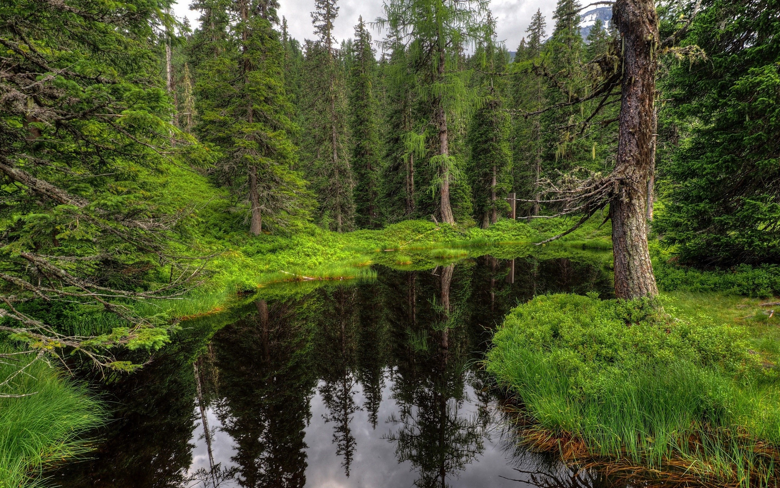 A tranquil forest pond reflecting evergreen trees HD Wallpaper
