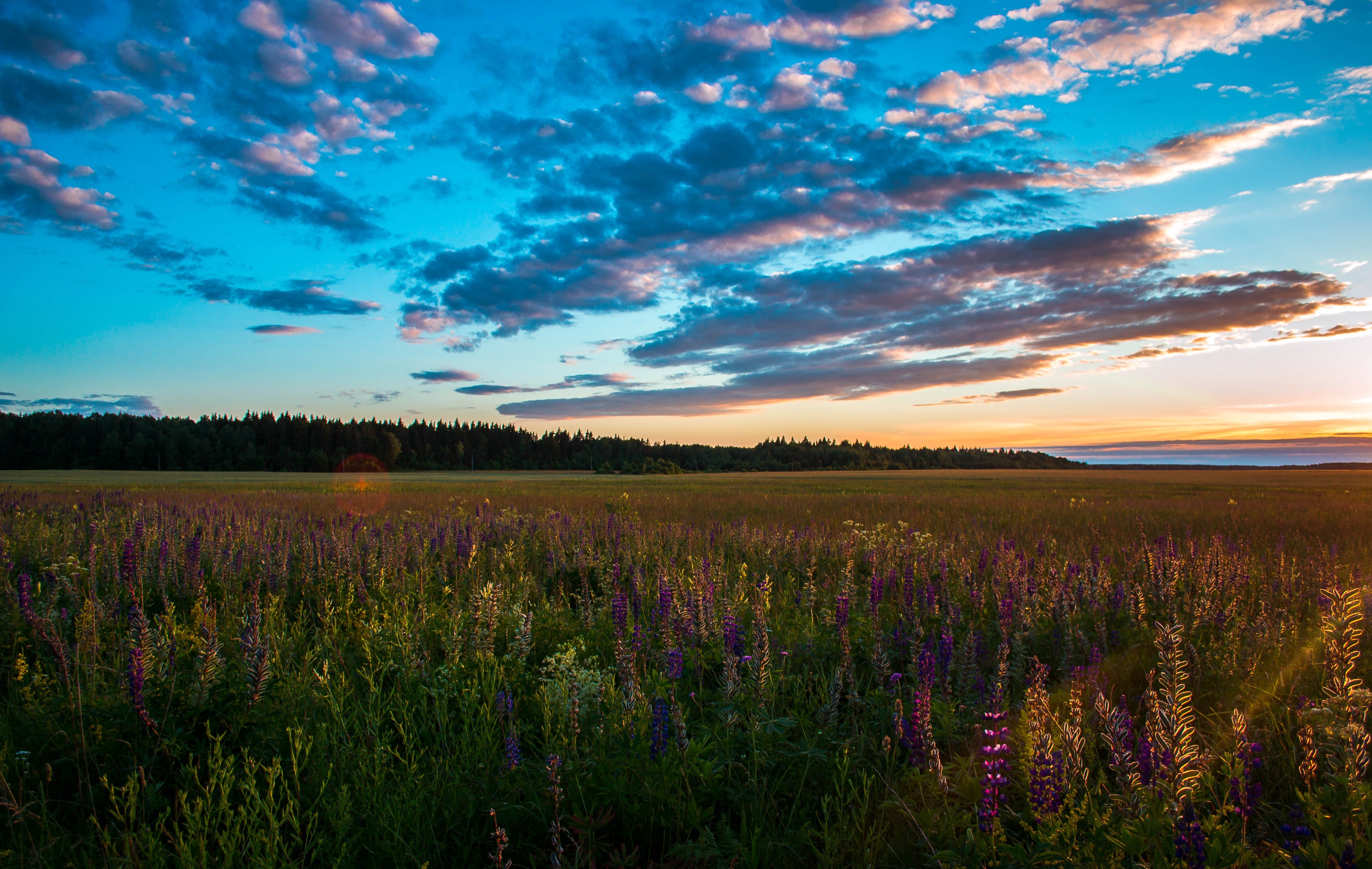 4K Sunrise over a Field of Flowers HD Wallpaper