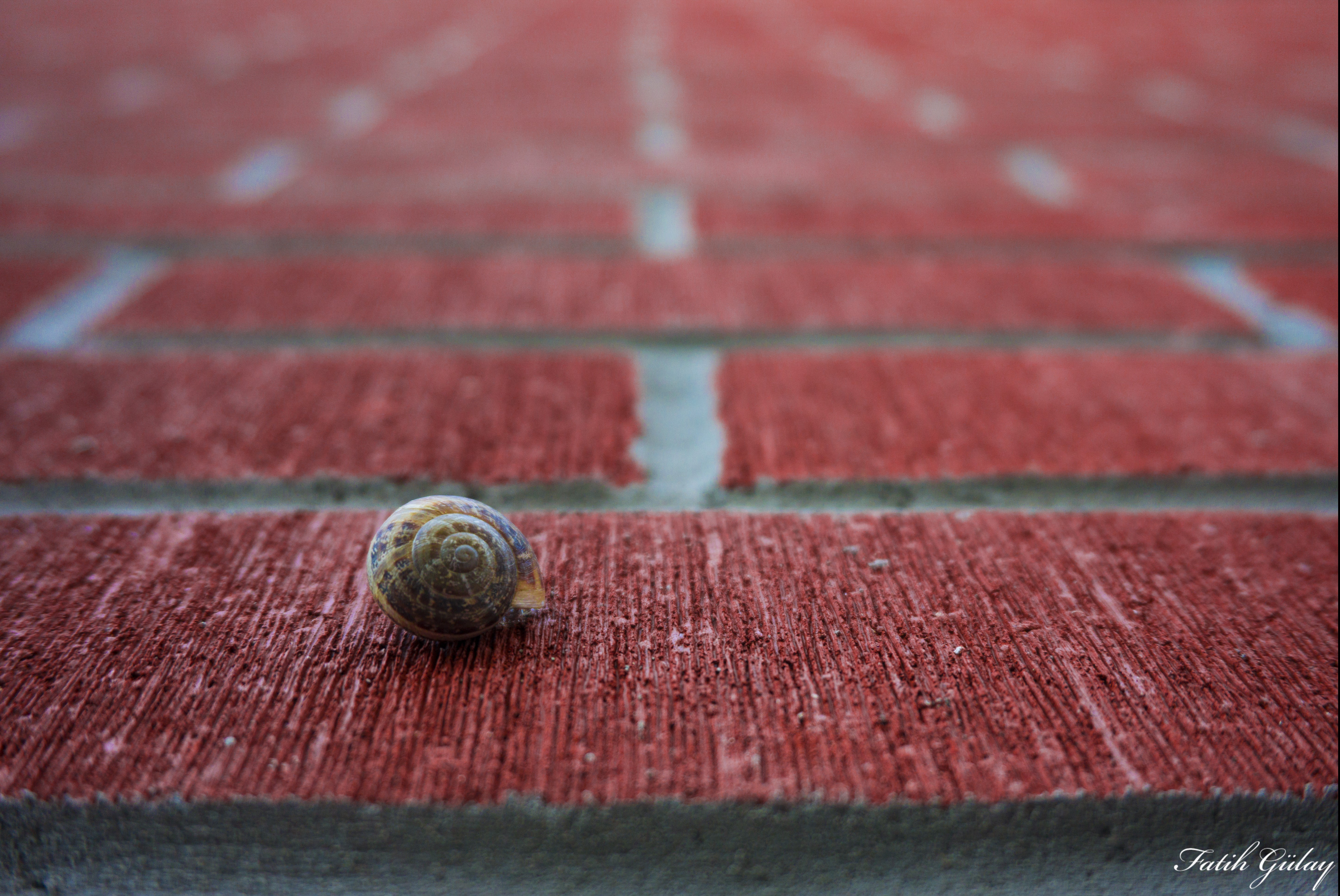 Snail on a red brick wall with depth of field HD Wallpaper