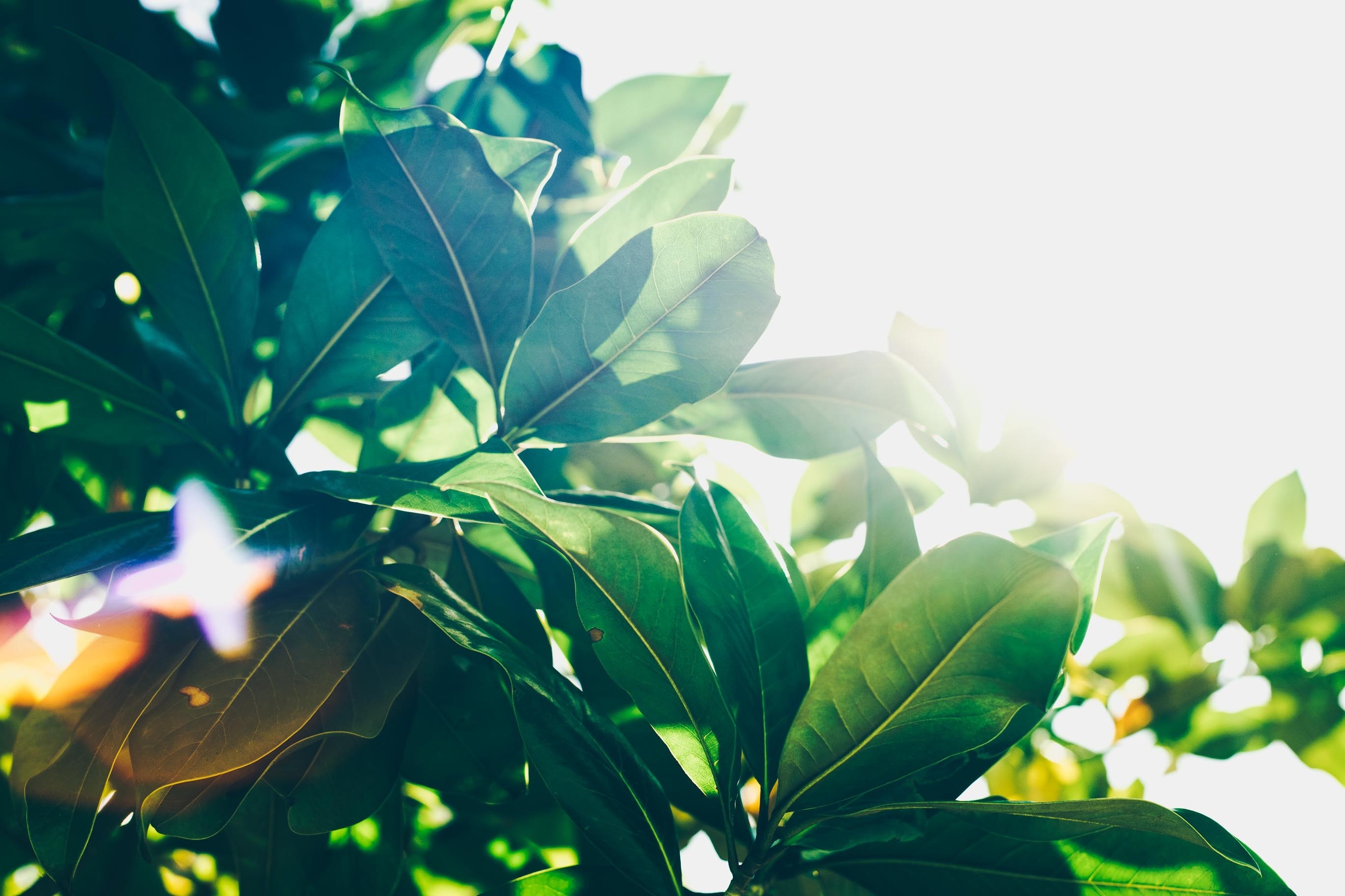 Green leaves with sunlight filtering through HD Wallpaper