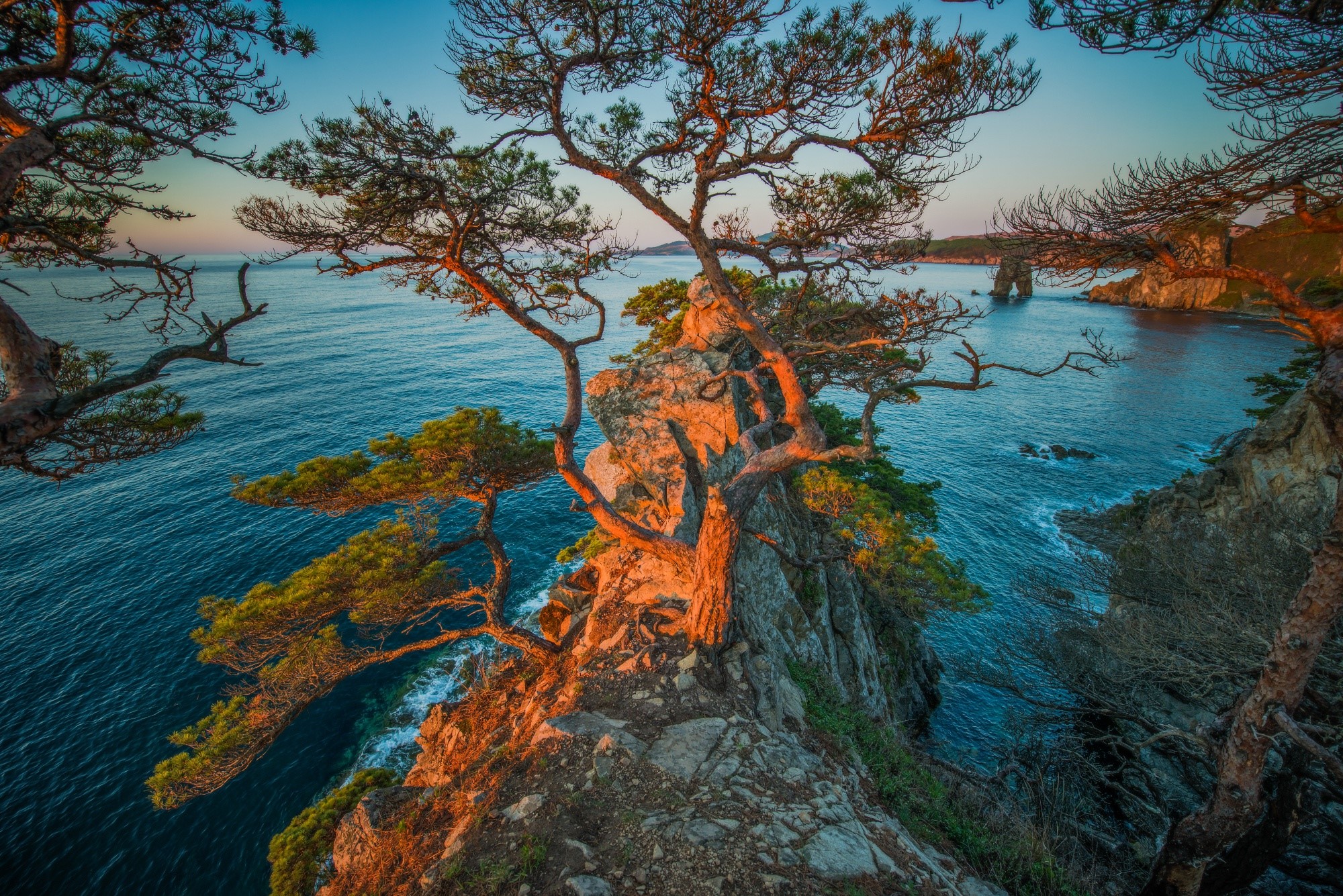 Pine trees on a rocky cliff overlooking the ocean at sunset HD Wallpaper