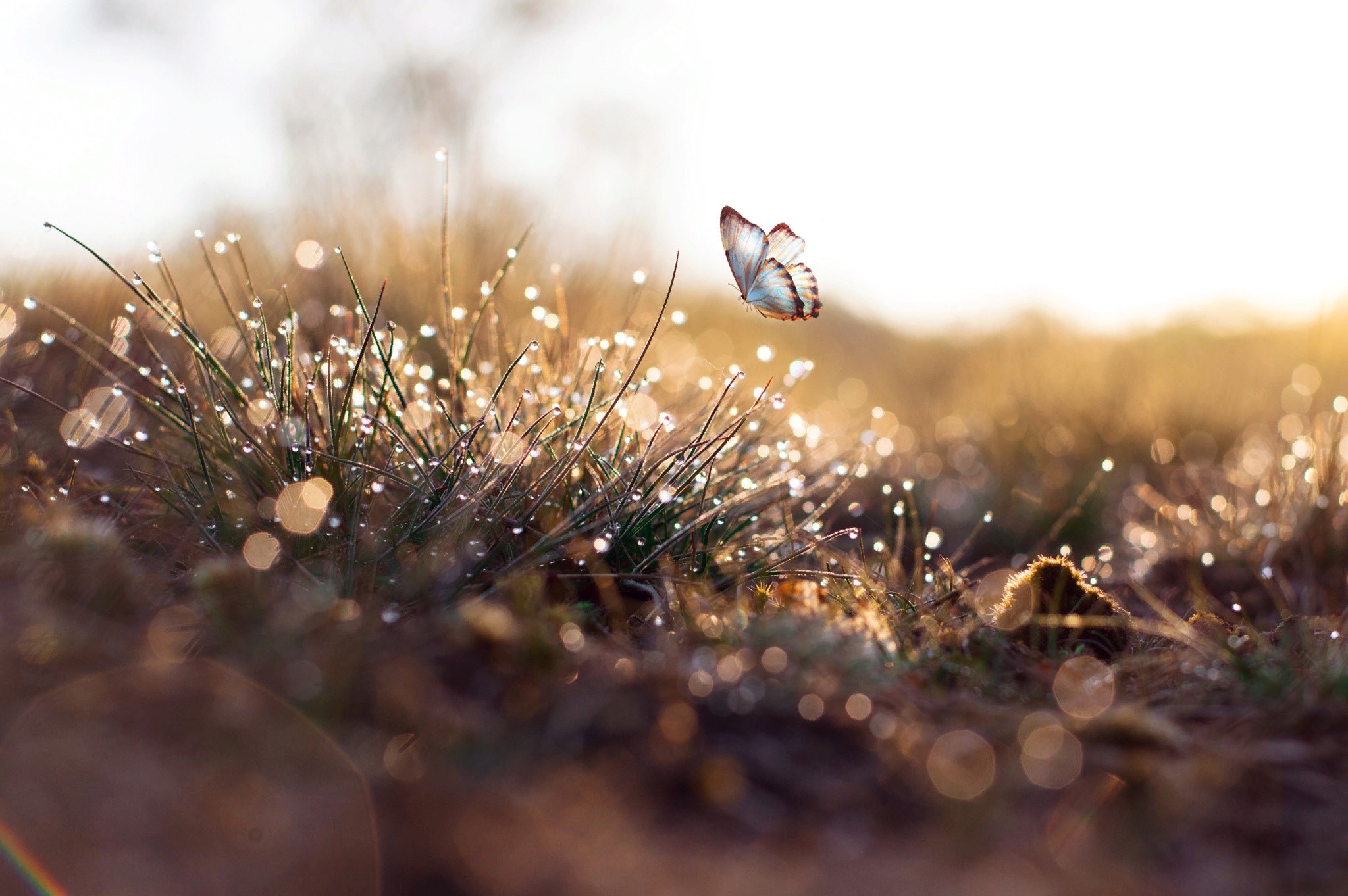 Butterfly flying over dewy grass at sunrise HD Wallpaper