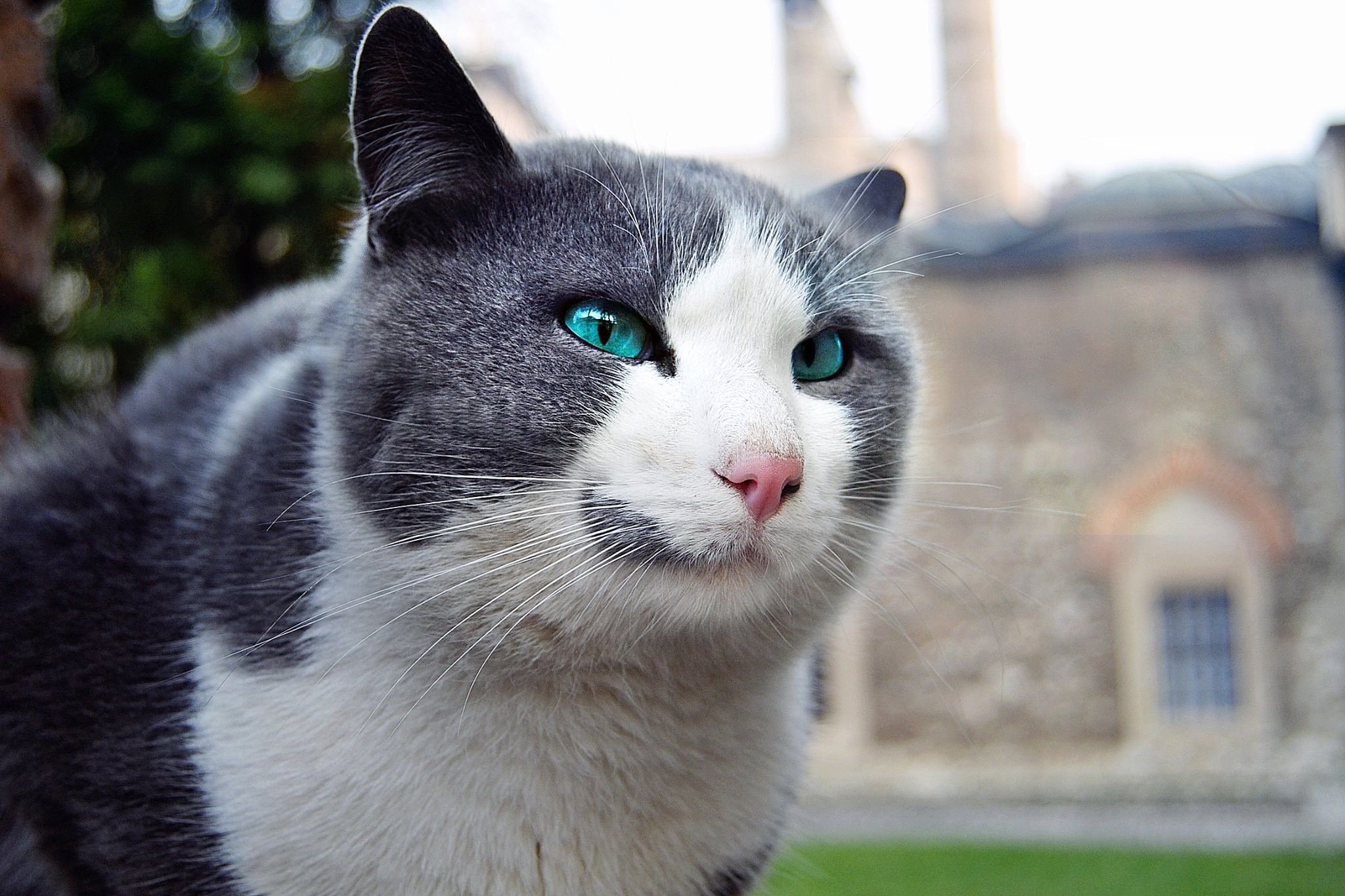 Close-up of a grey and white cat with striking blue-green eyes HD Wallpaper
