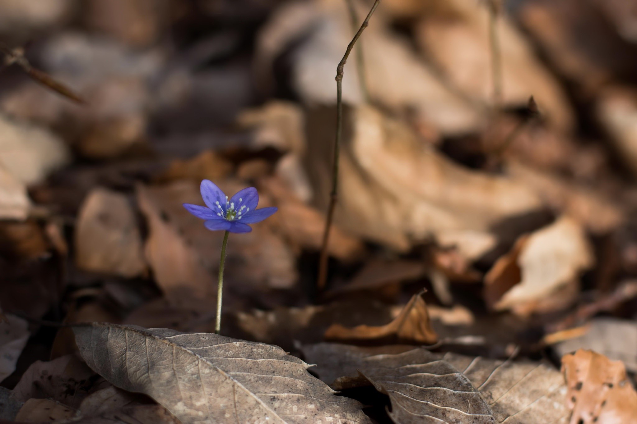 A single blue flower among fallen leaves HD Wallpaper