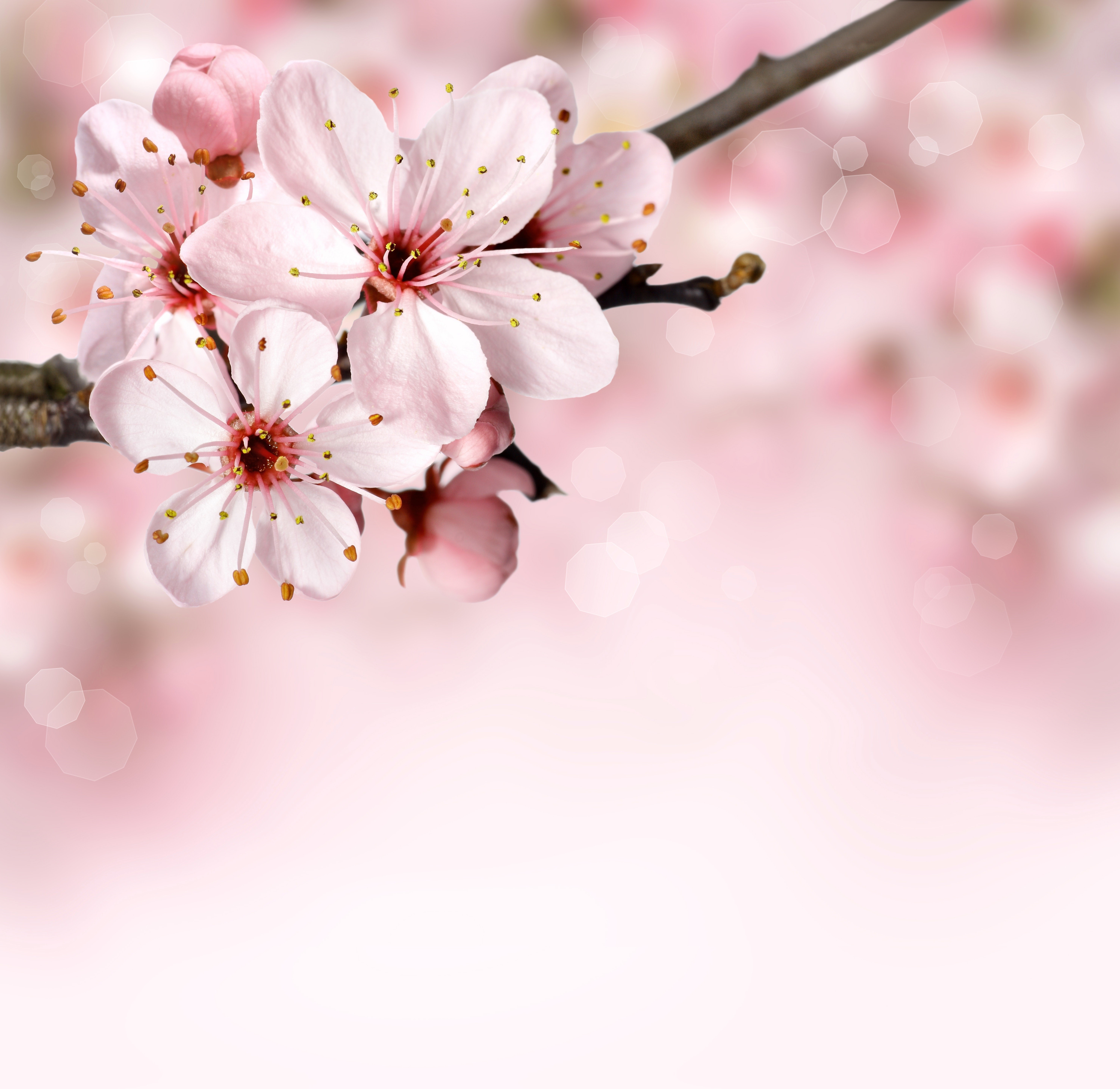 Cherry Blossoms on a Branch HD Wallpaper