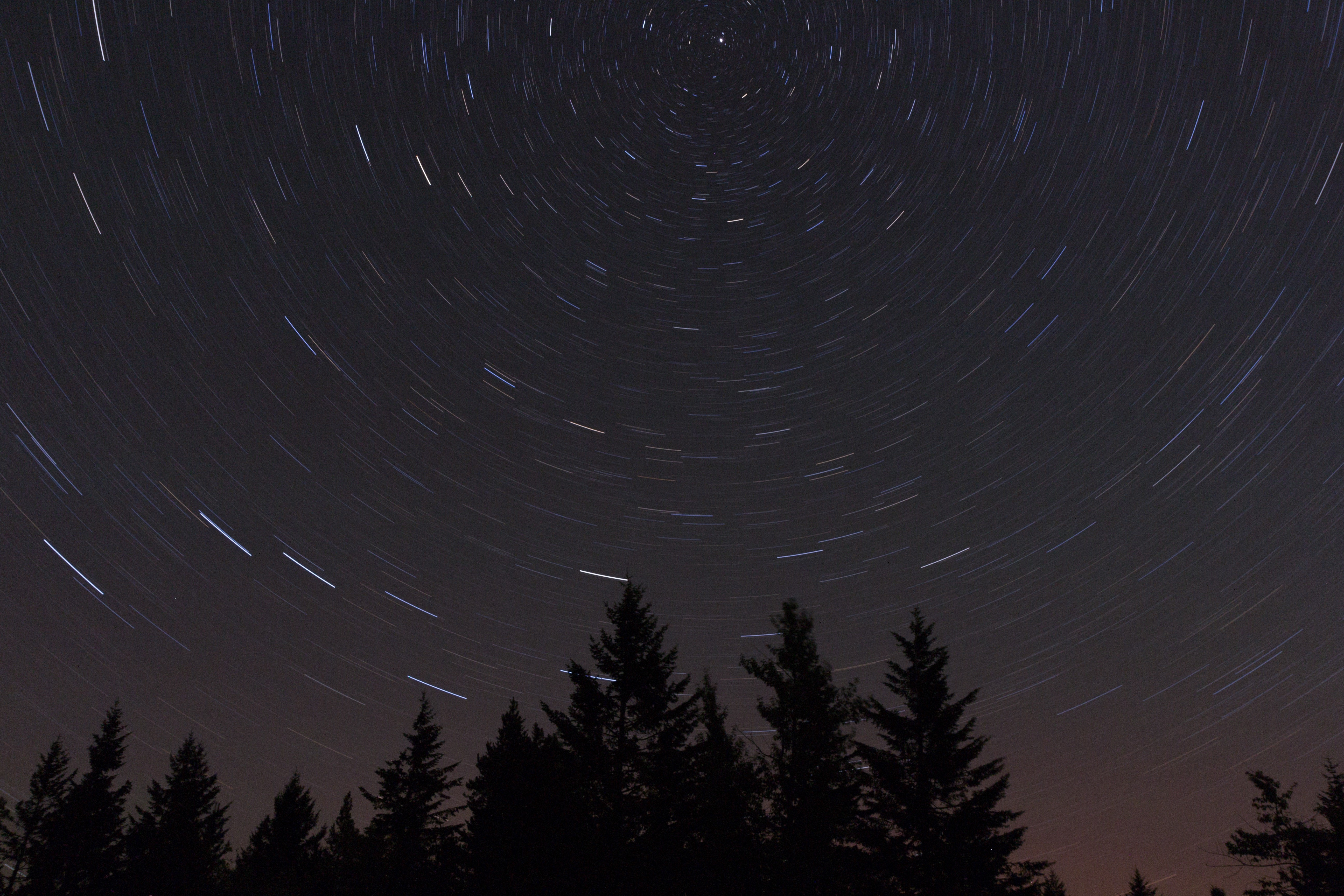 Starry night over a pine forest with star trails HD Wallpaper