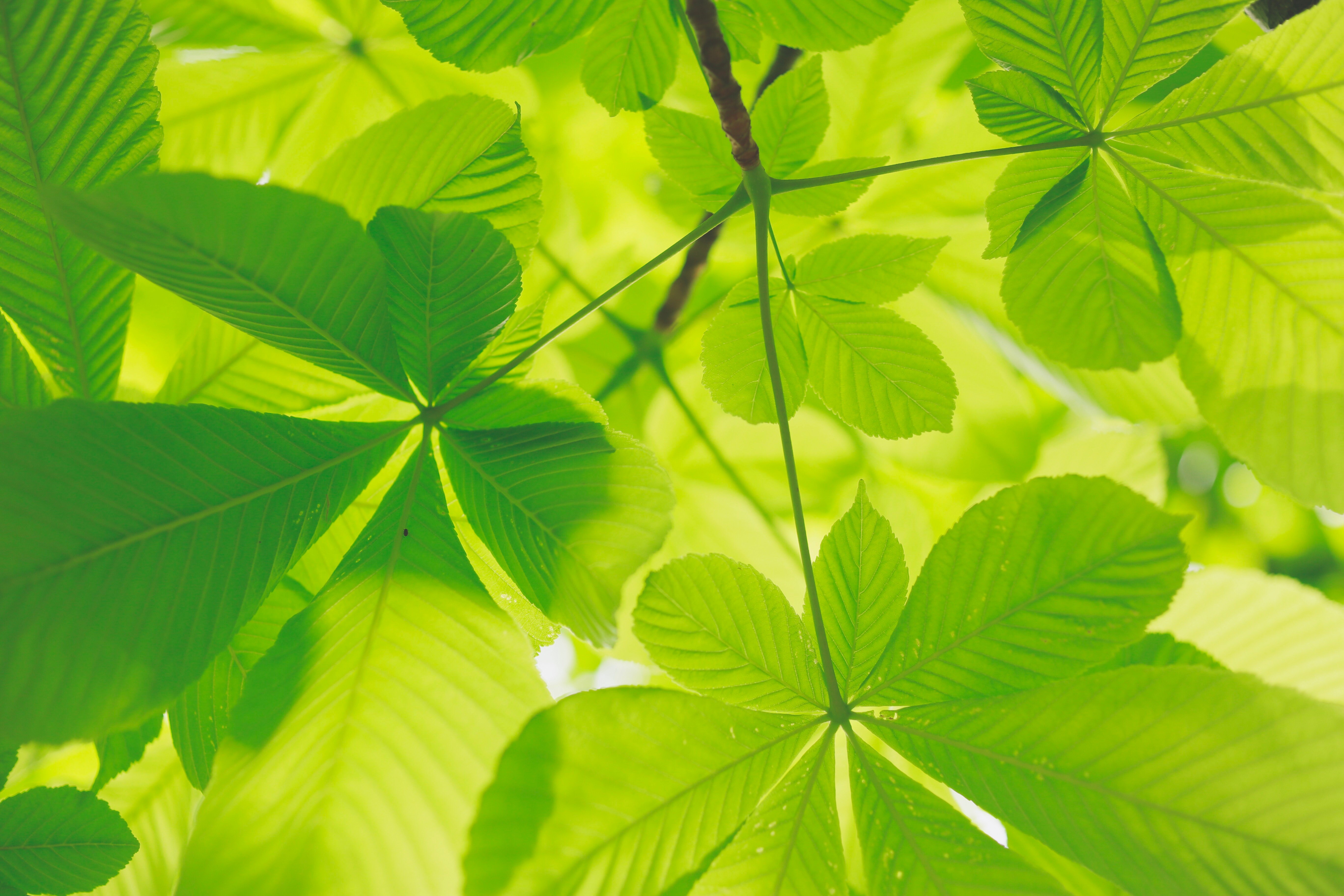 Green leaves of a tree HD Wallpaper