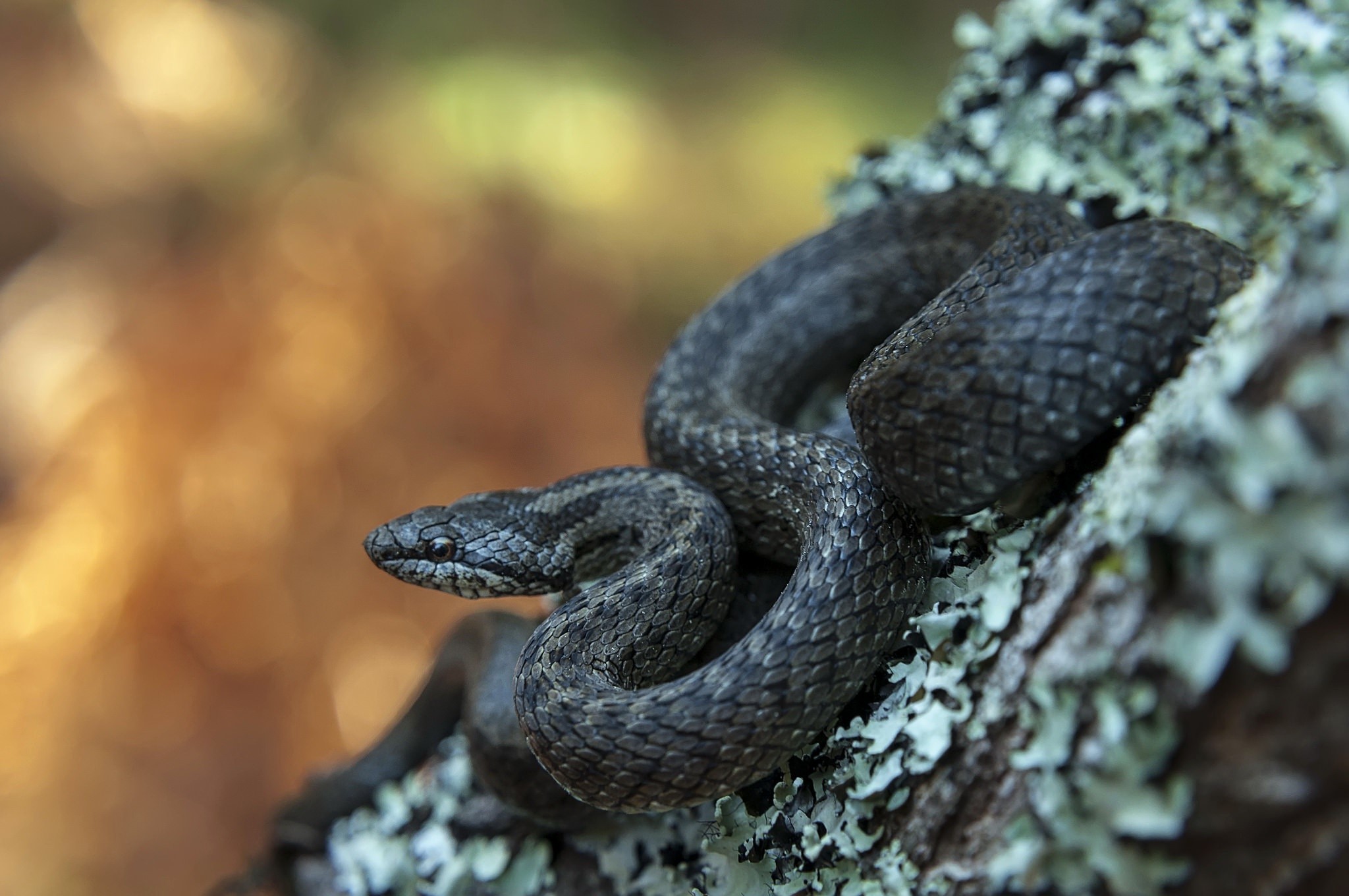 A dark snake coiled on a lichen-covered tree branch HD Wallpaper