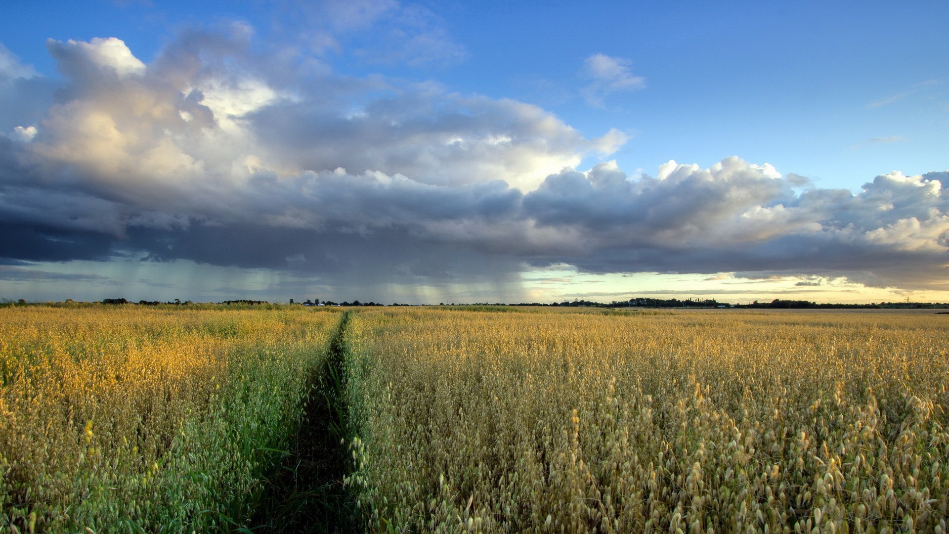 Path through a golden field under stormy clouds HD Wallpaper