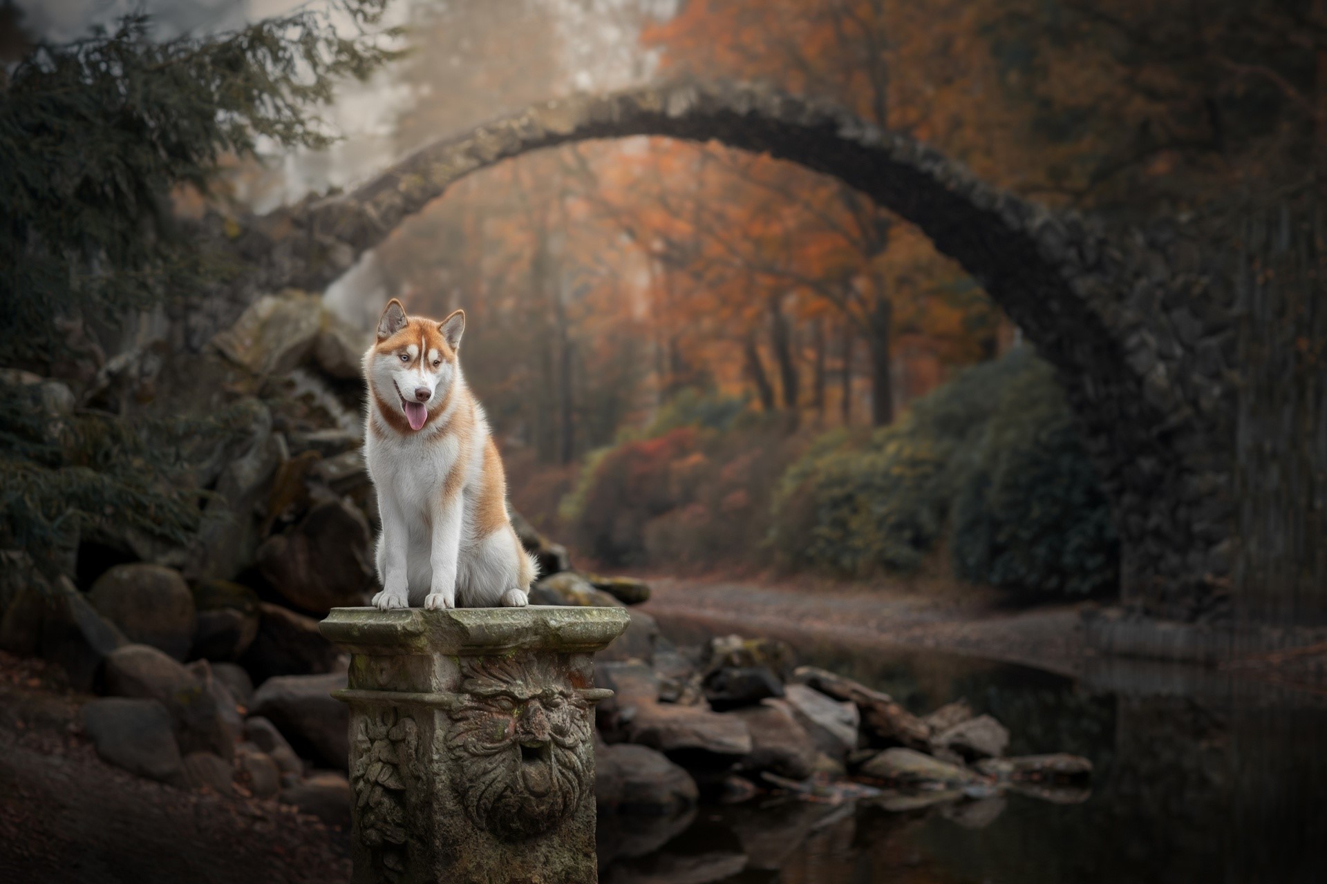 Husky dog on a stone pedestal near a bridge in fall HD Wallpaper