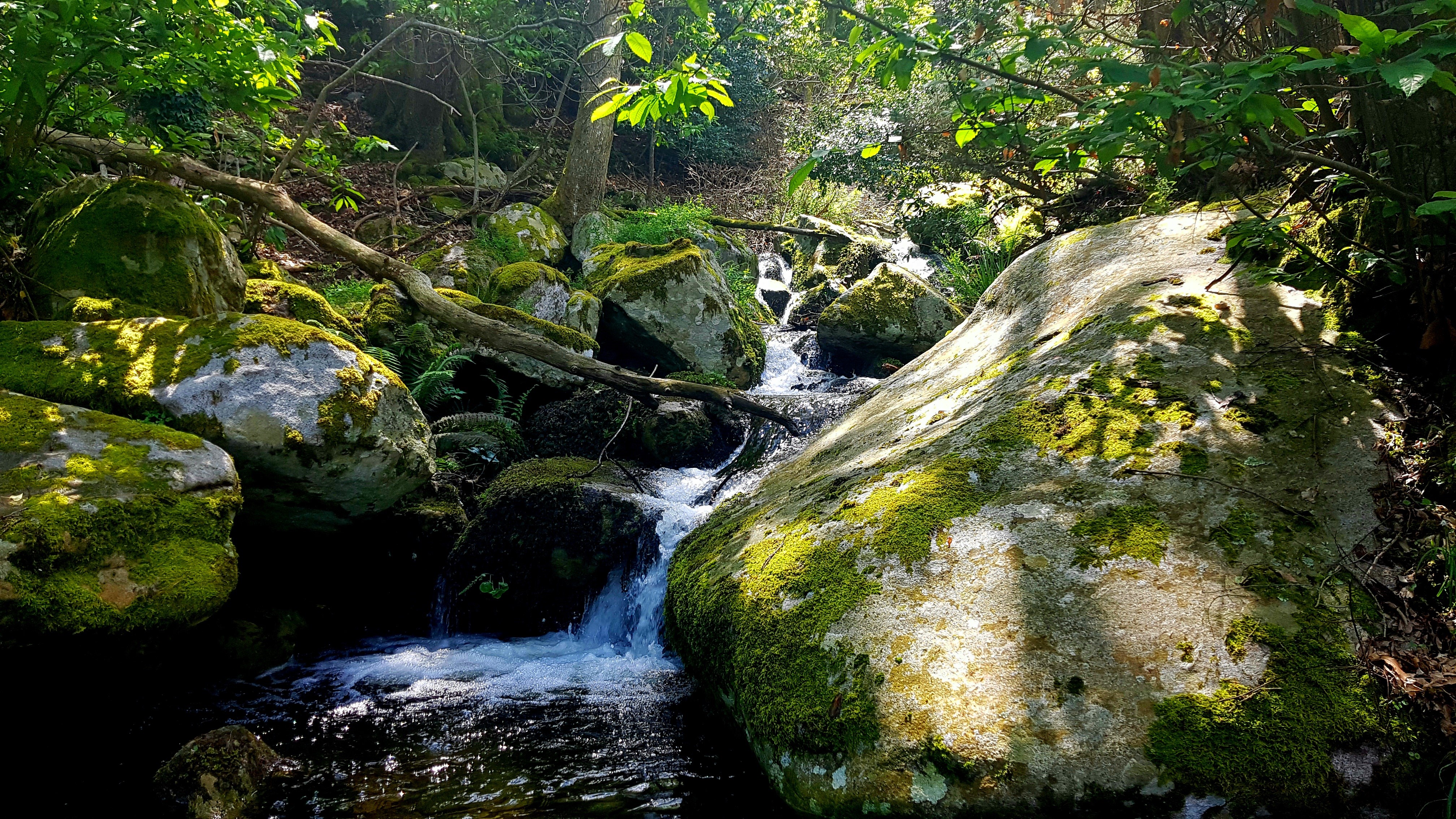 Mossy rocks and stream in dappled sunlight HD Wallpaper