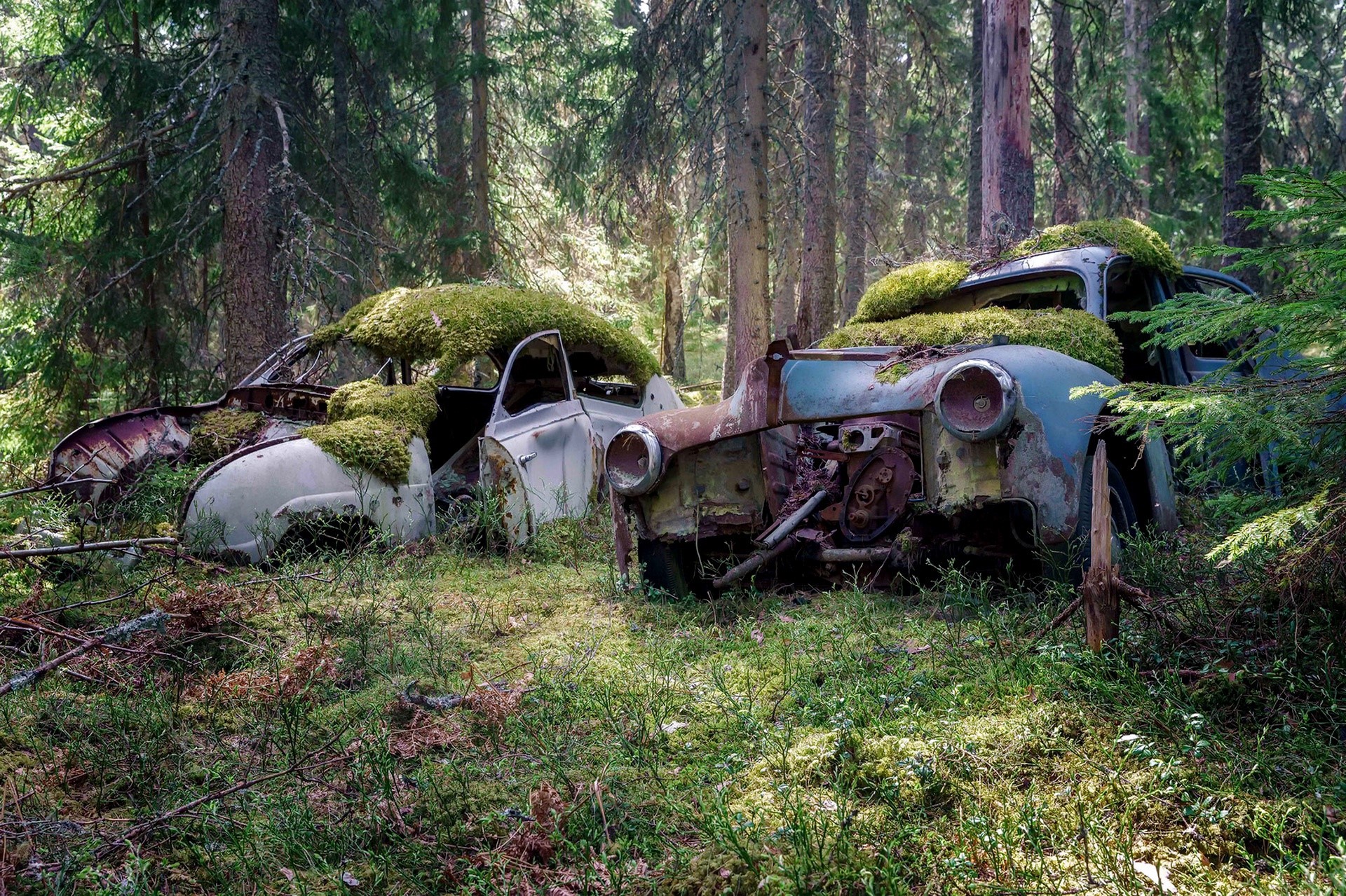 Two moss-covered abandoned cars in a forest HD Wallpaper