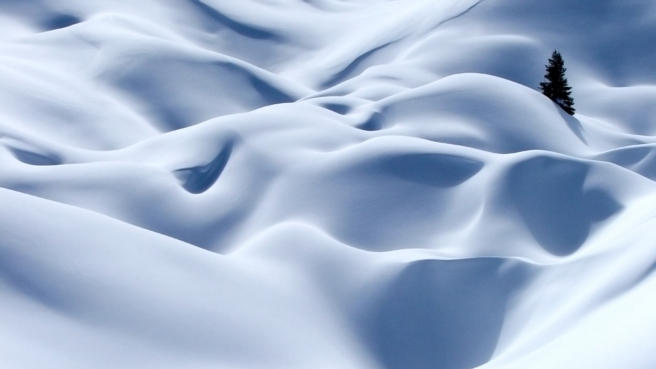 Snow dunes with a lone pine tree HD Wallpaper