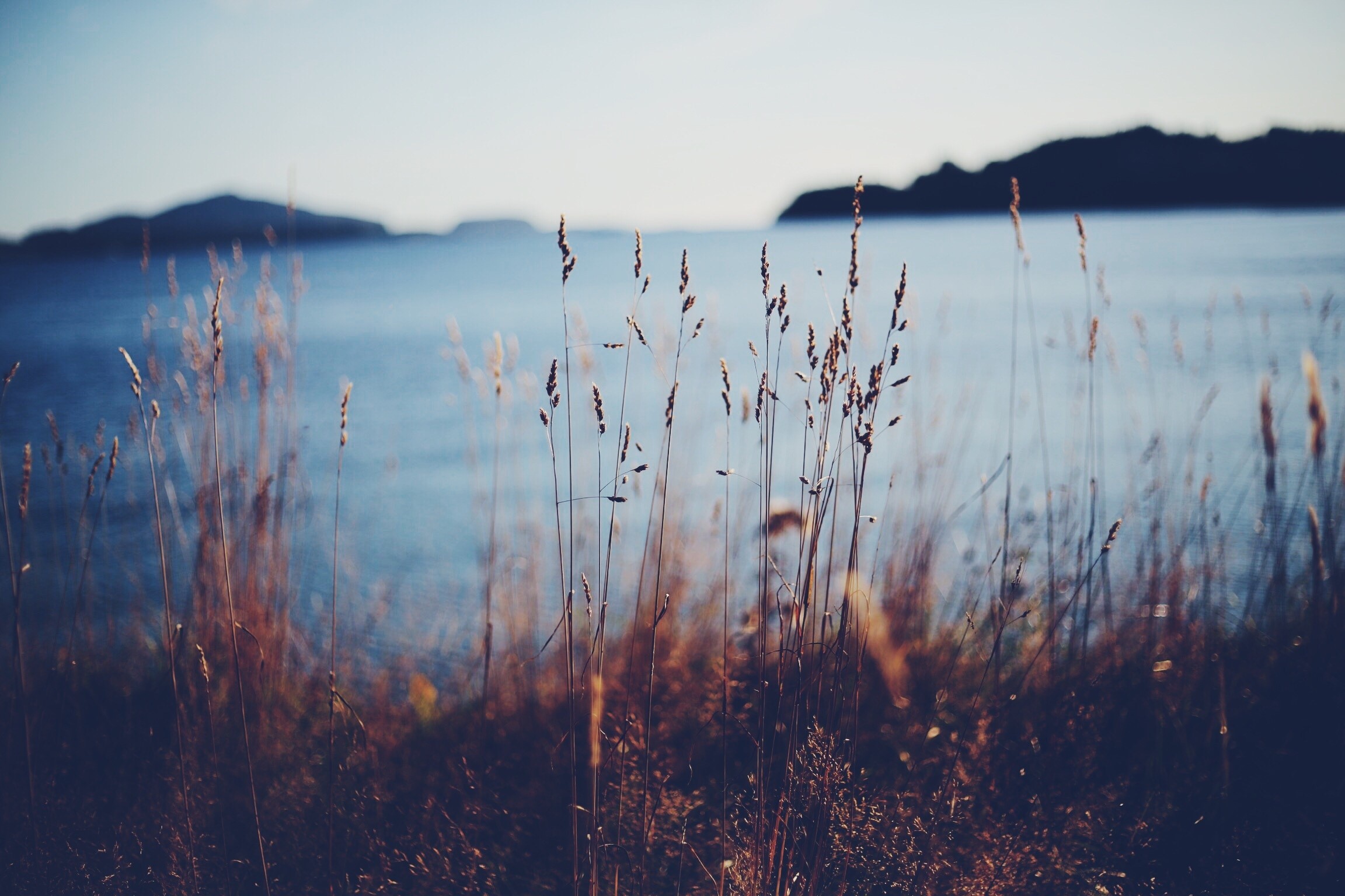 Tall grass in the foreground with a blurred ocean and islands in the background HD Wallpaper