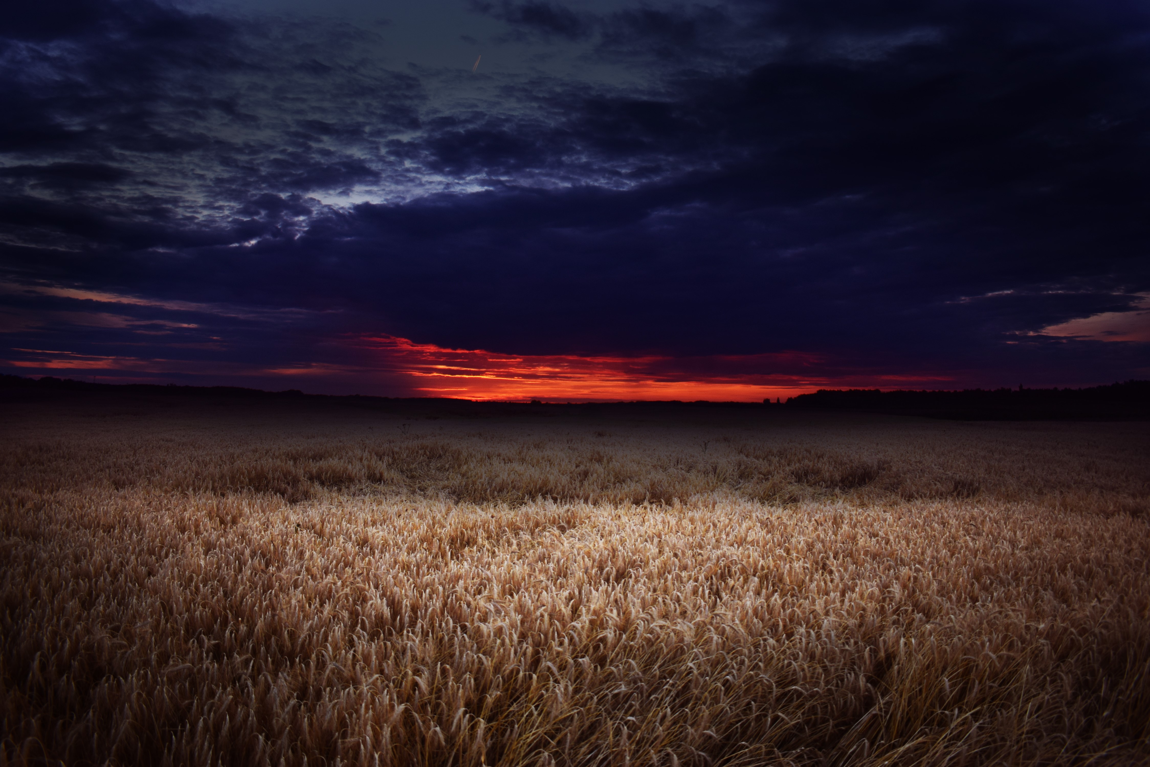 Wheat field at sunset with dark clouds HD Wallpaper