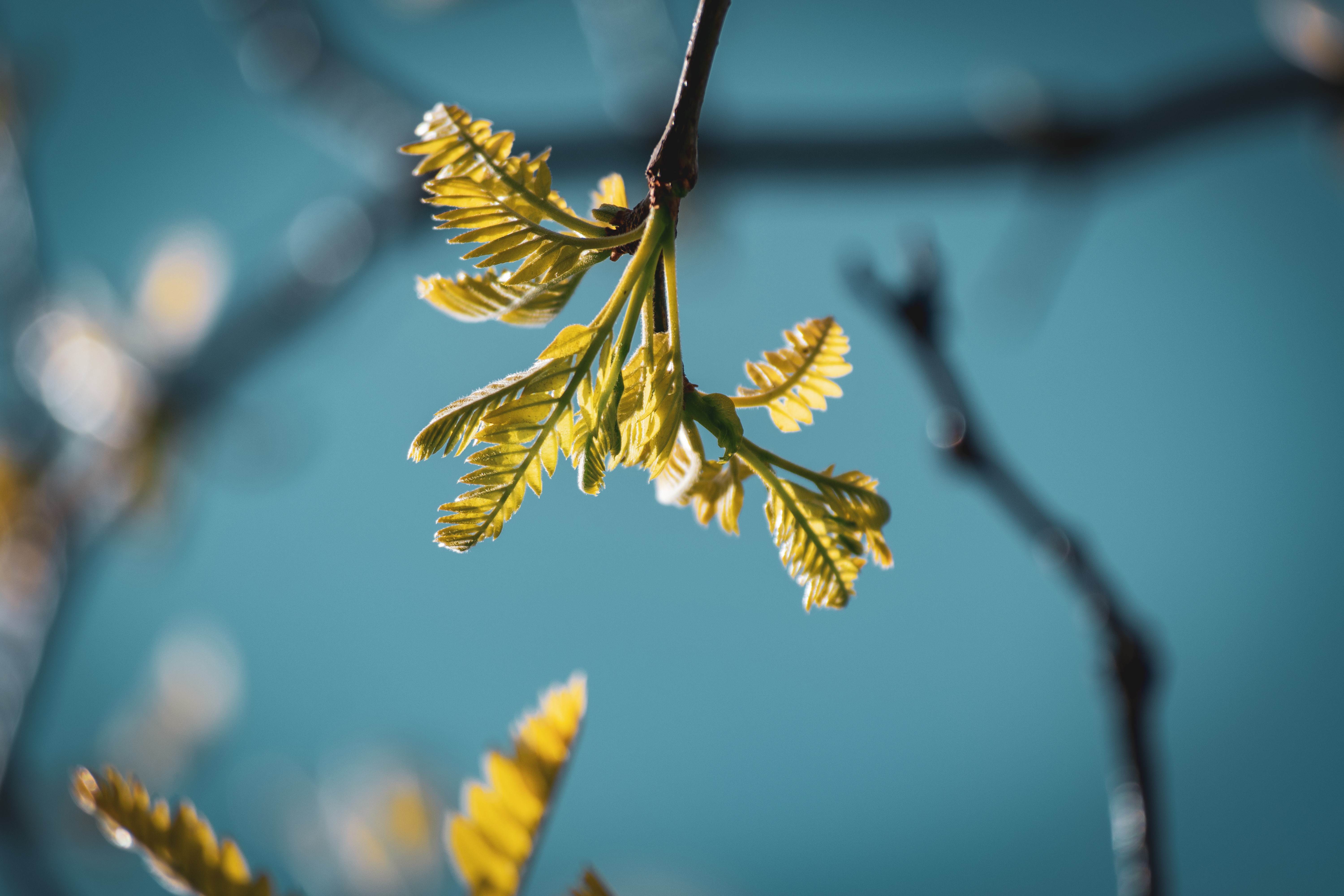 4K branch with new leaves against blue sky HD Wallpaper
