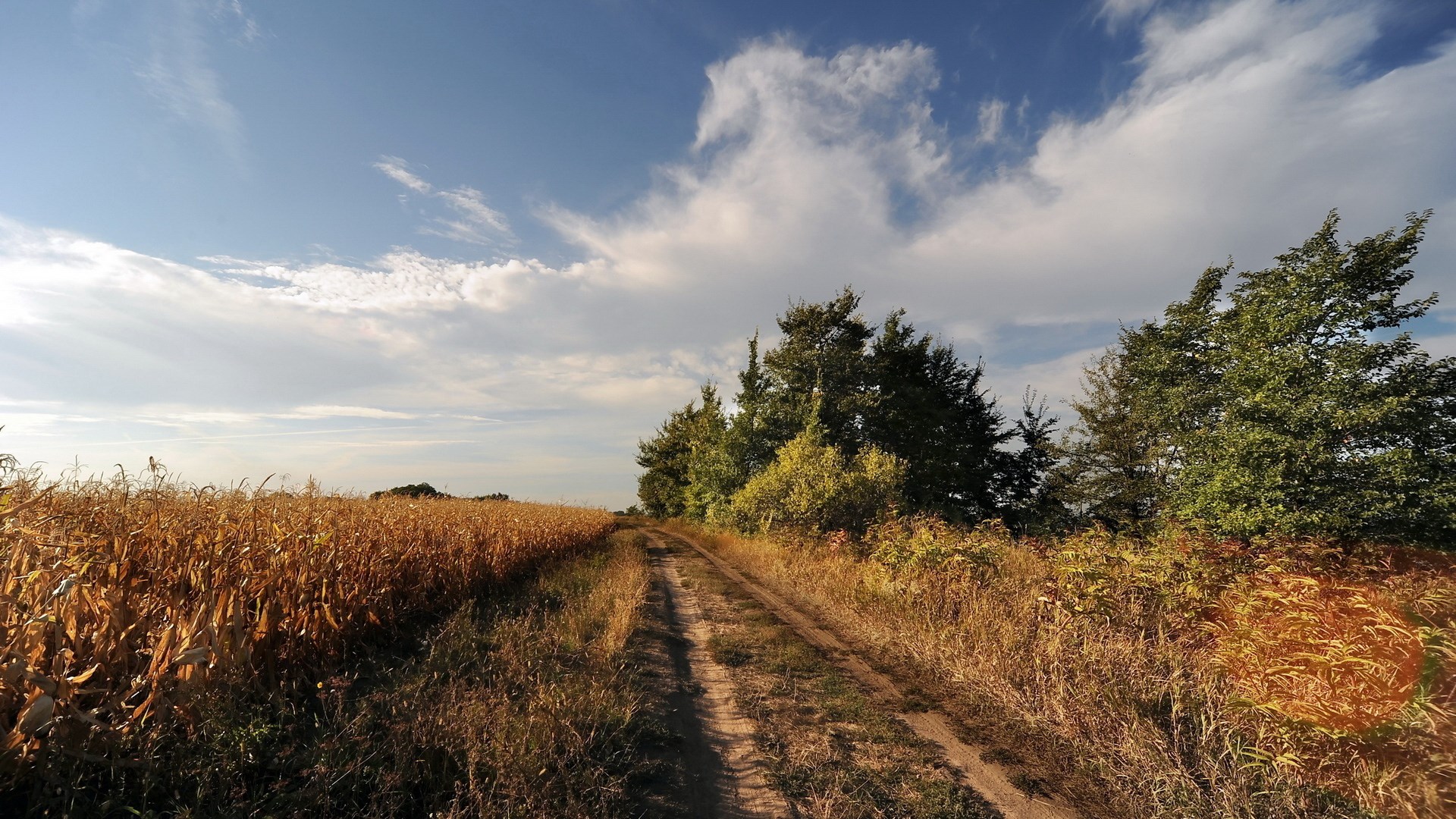 Dirt road through a cornfield and trees under a cloudy sky HD Wallpaper
