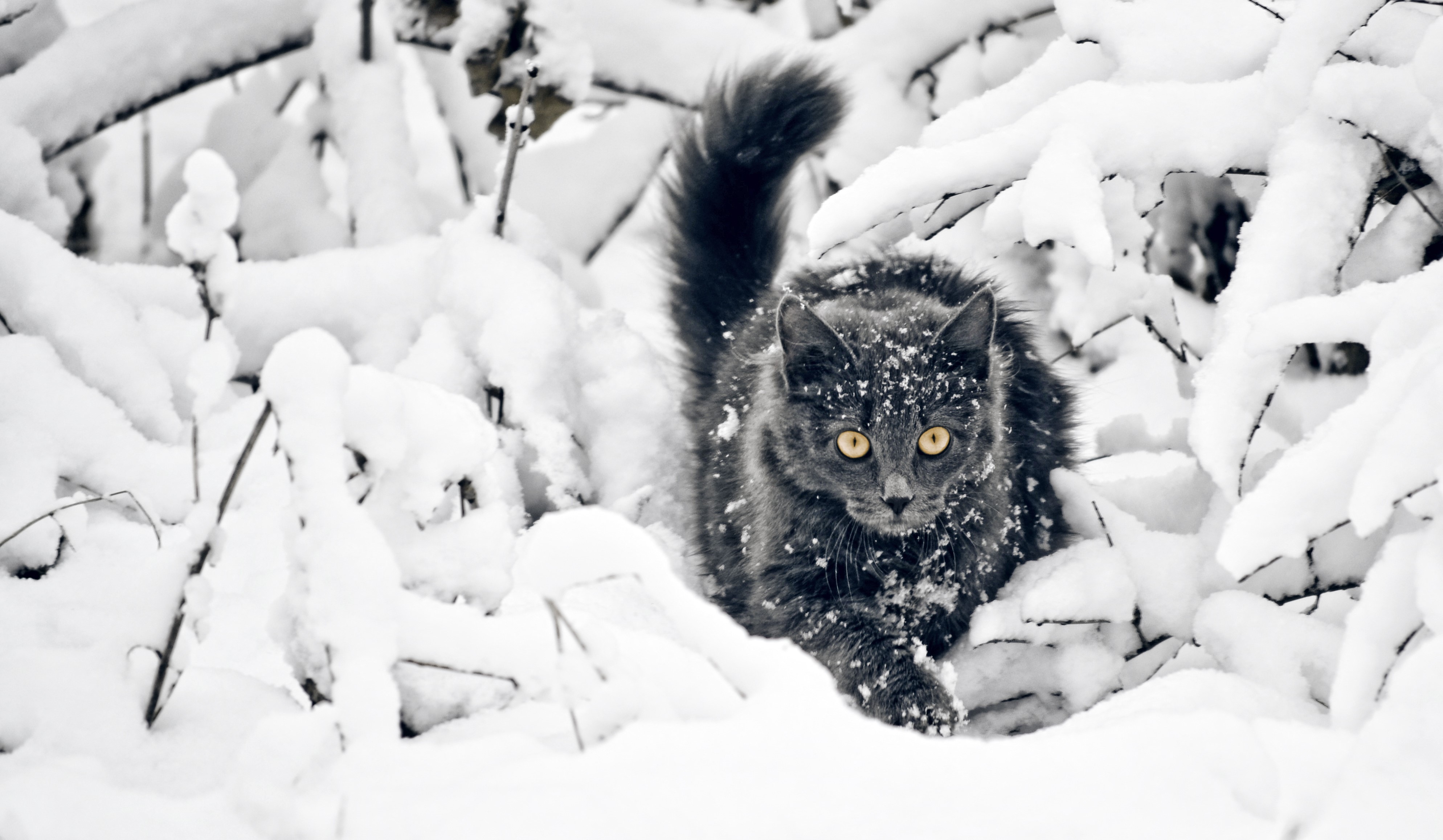 4K Gray cat in the snow HD Wallpaper