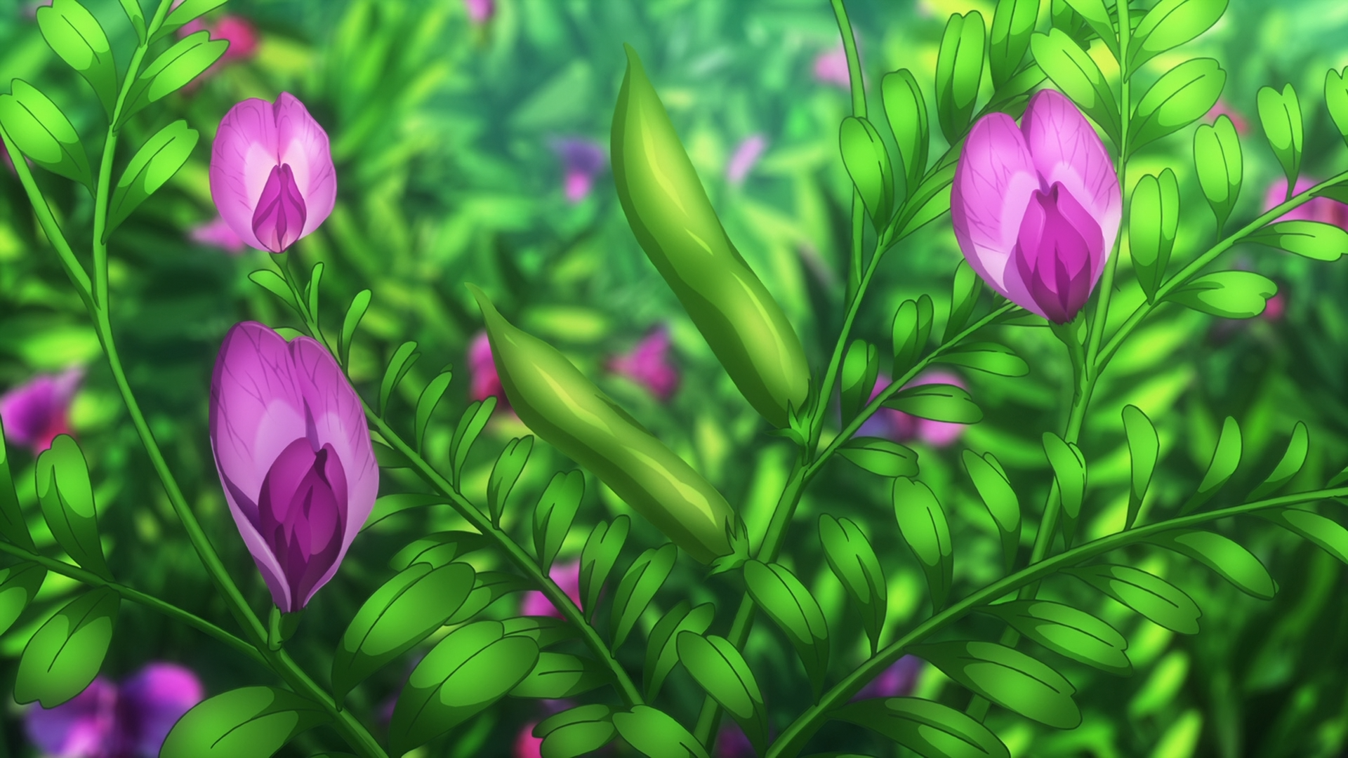 Pea plants with pink flowers and pods HD Wallpaper