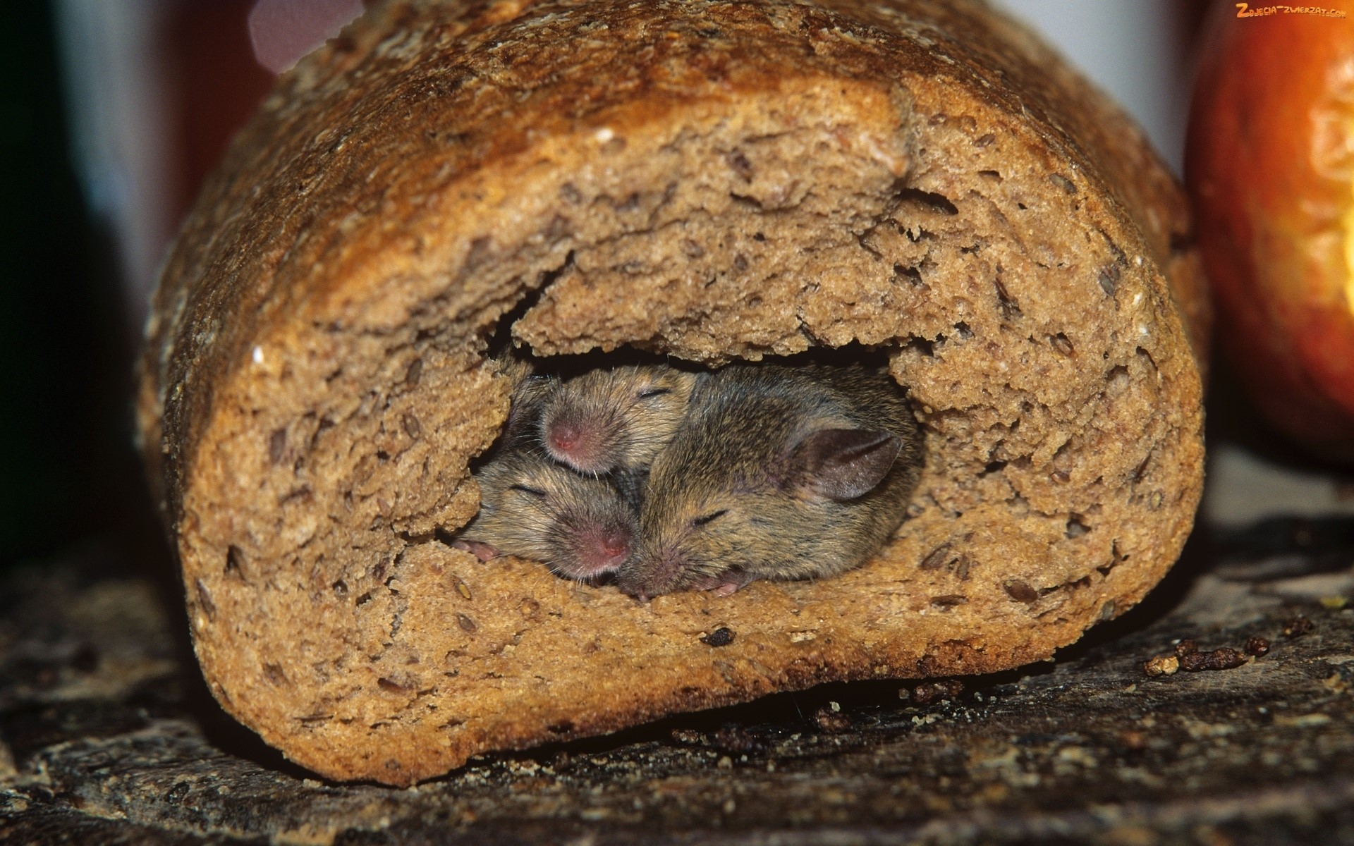Three mice sleeping inside a loaf of bread HD Wallpaper