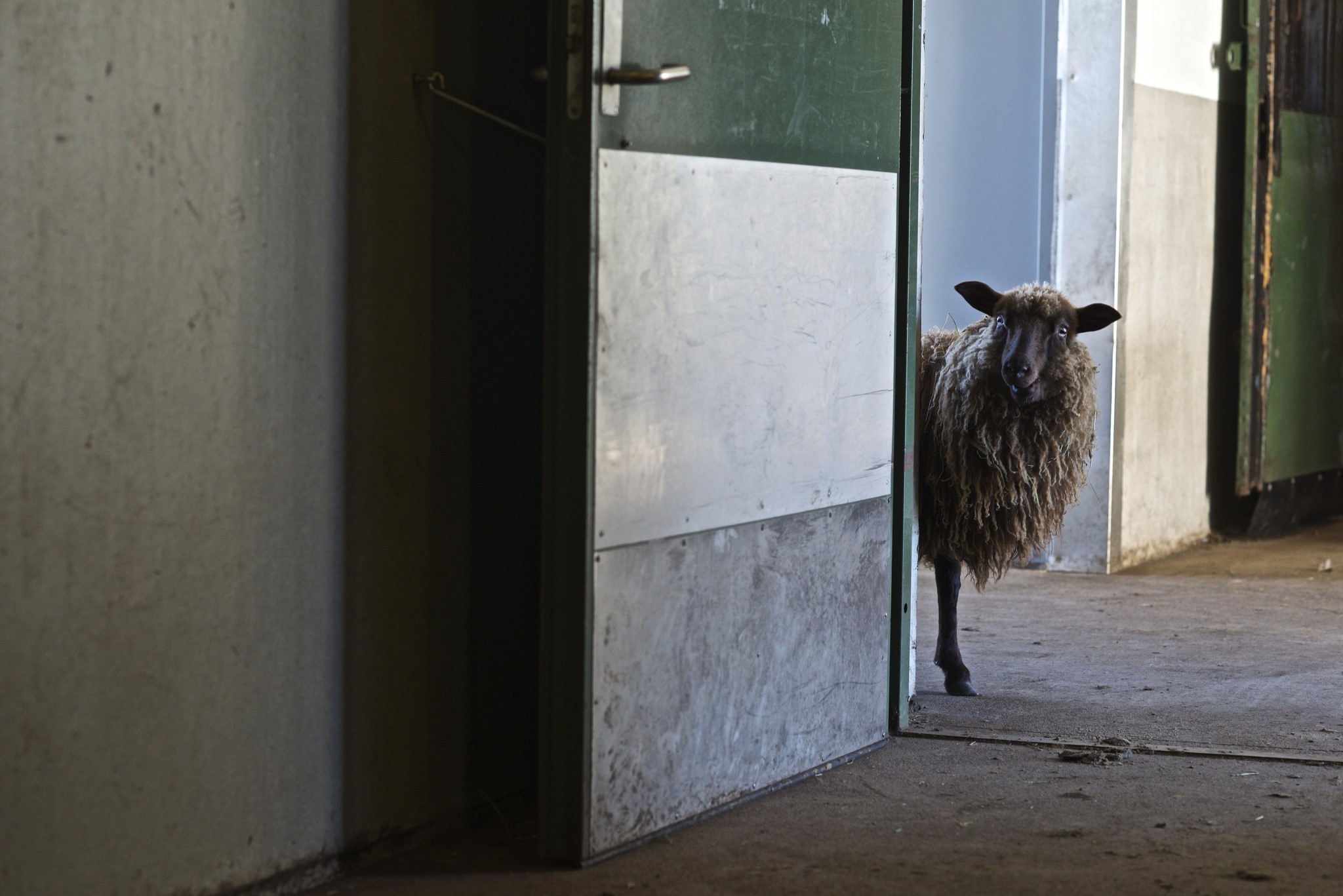 Sheep peeking through an open door HD Wallpaper