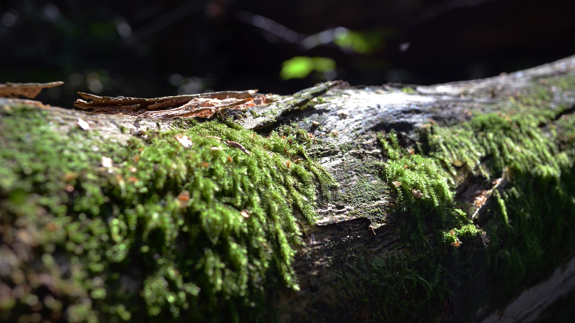Moss growing on a fallen tree trunk in nature HD Wallpaper