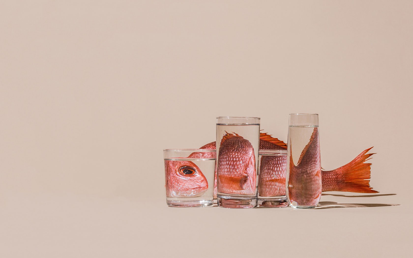 Fish heads and tails in glasses of water HD Wallpaper